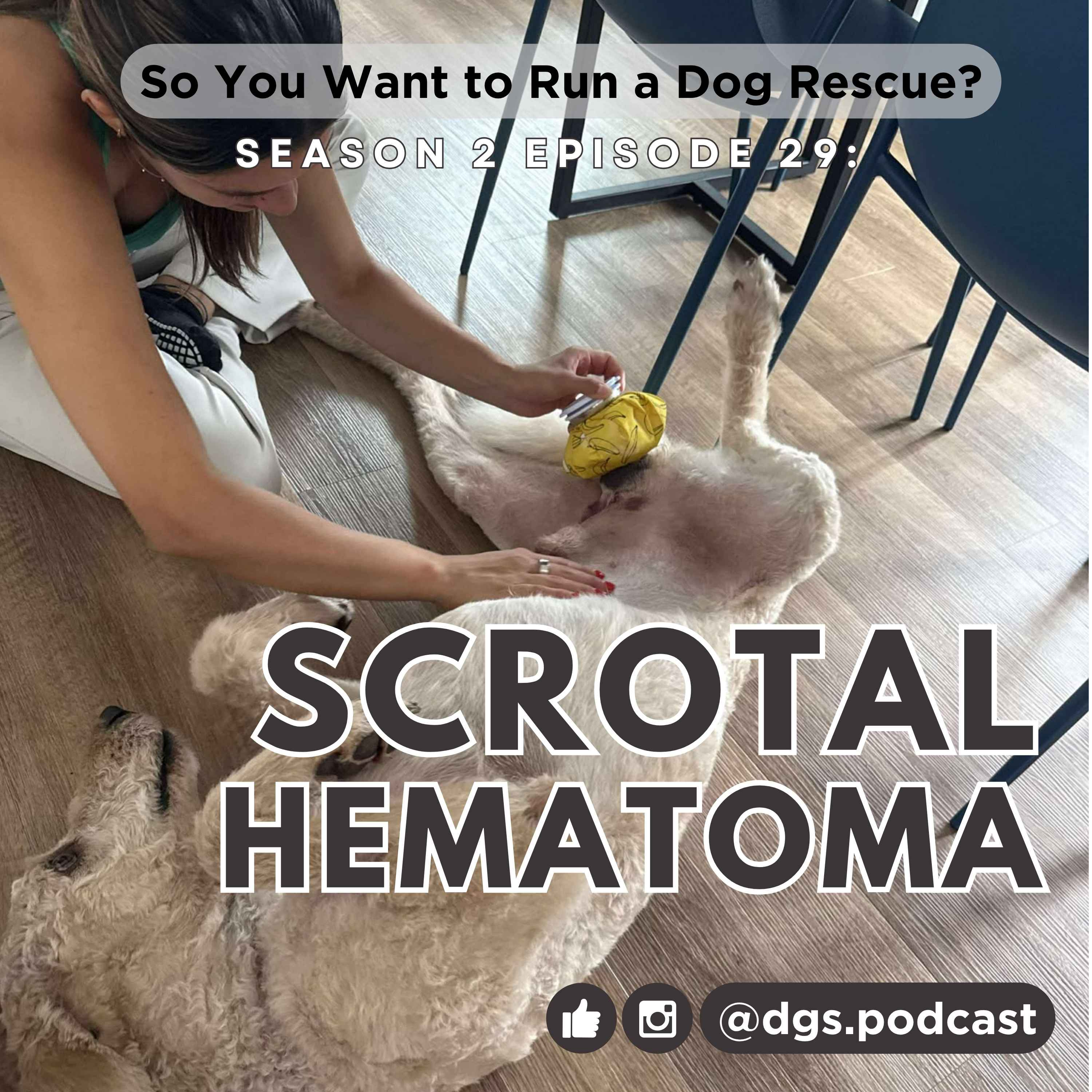 So You Want to Run a Dog Rescue