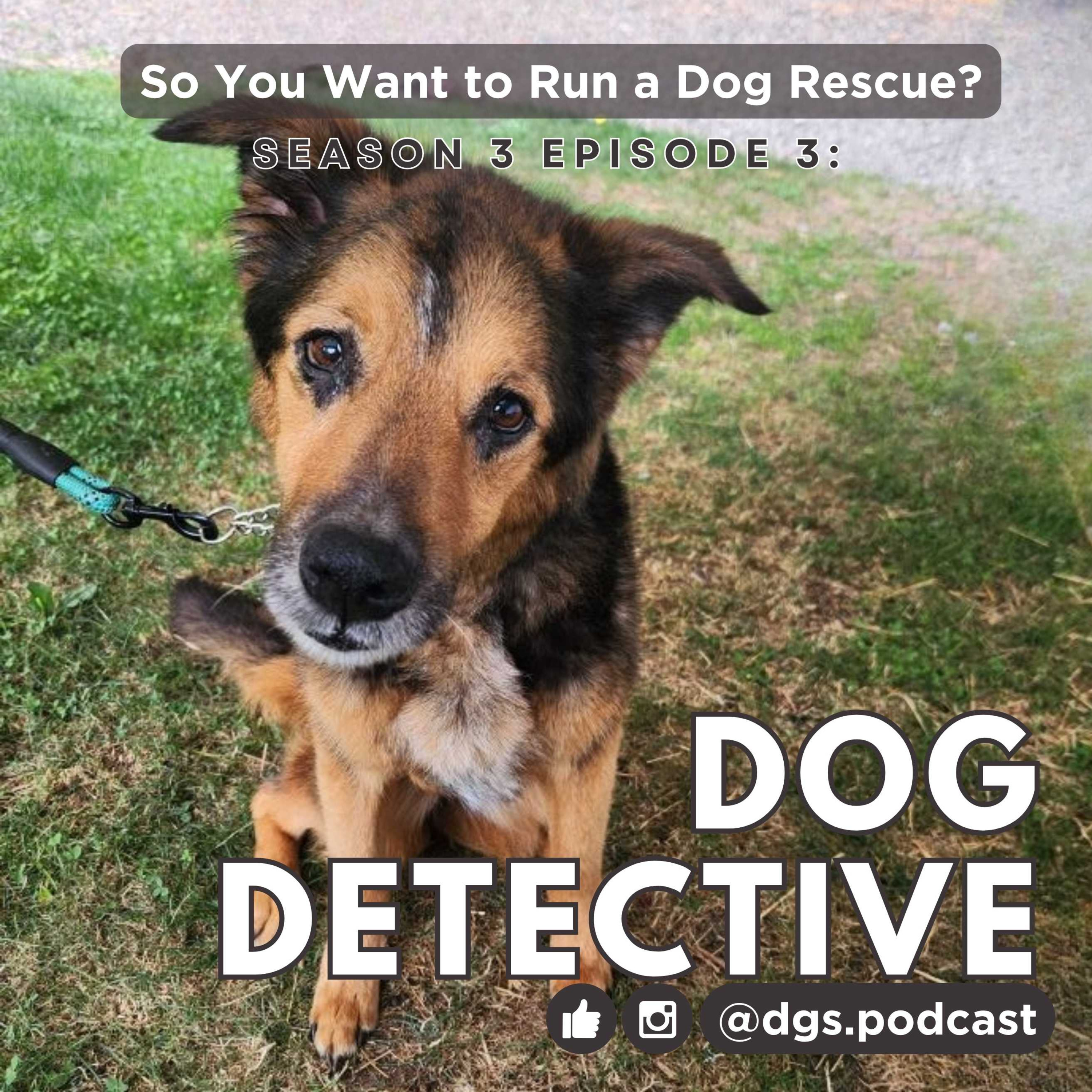 3.3 — Dog Detective Case Files: Luna, Rex and Clyde
