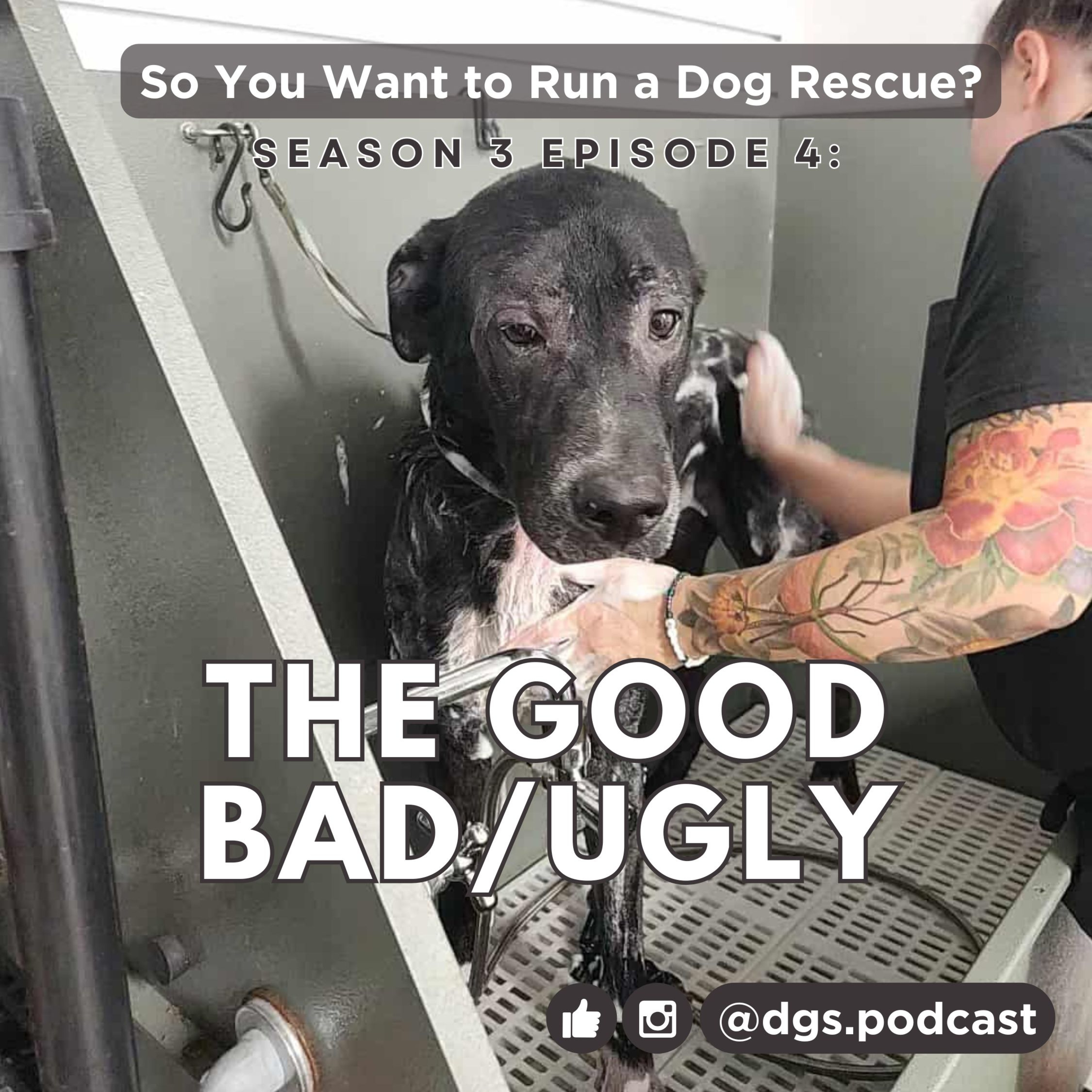 So You Want to Run a Dog Rescue