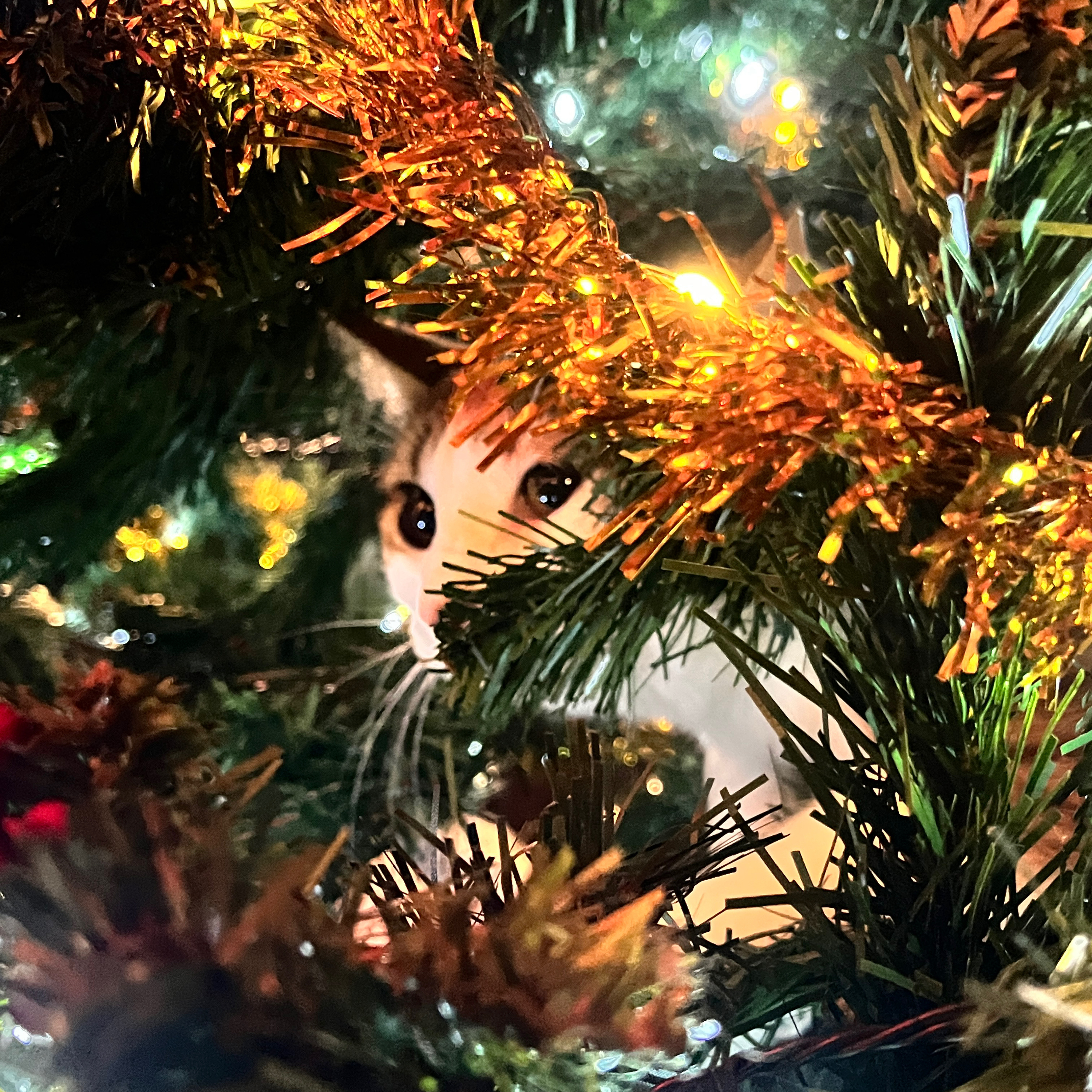 Mille et Une Question