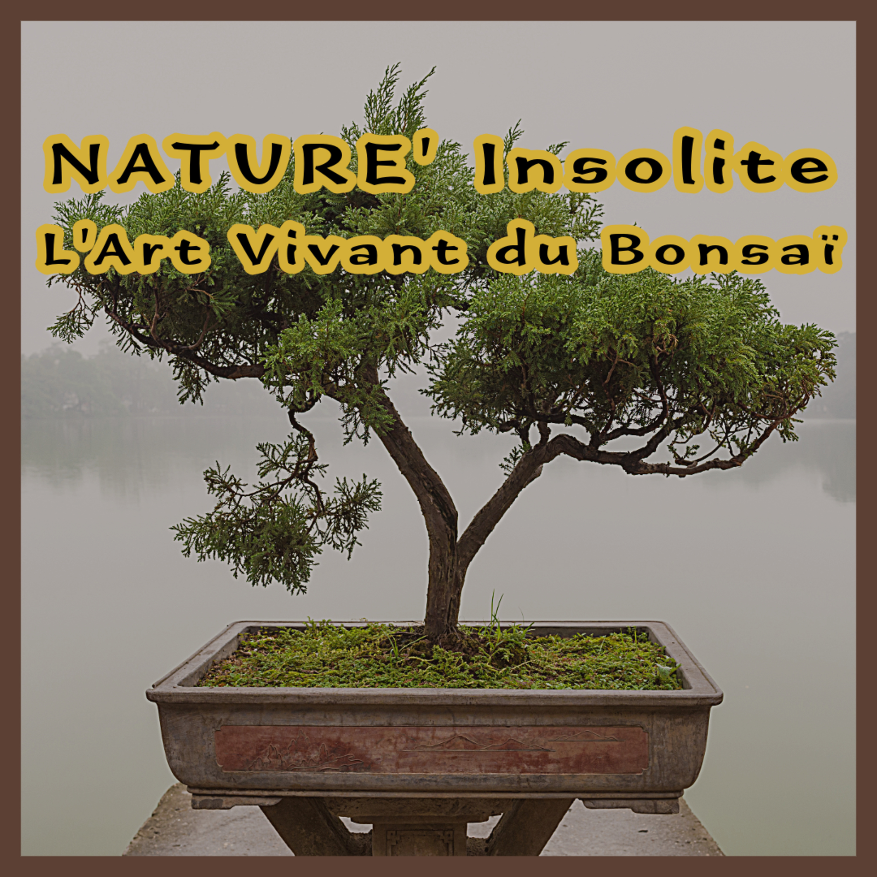 La symbolique Spirituelle et Culturelle du Bonsaï