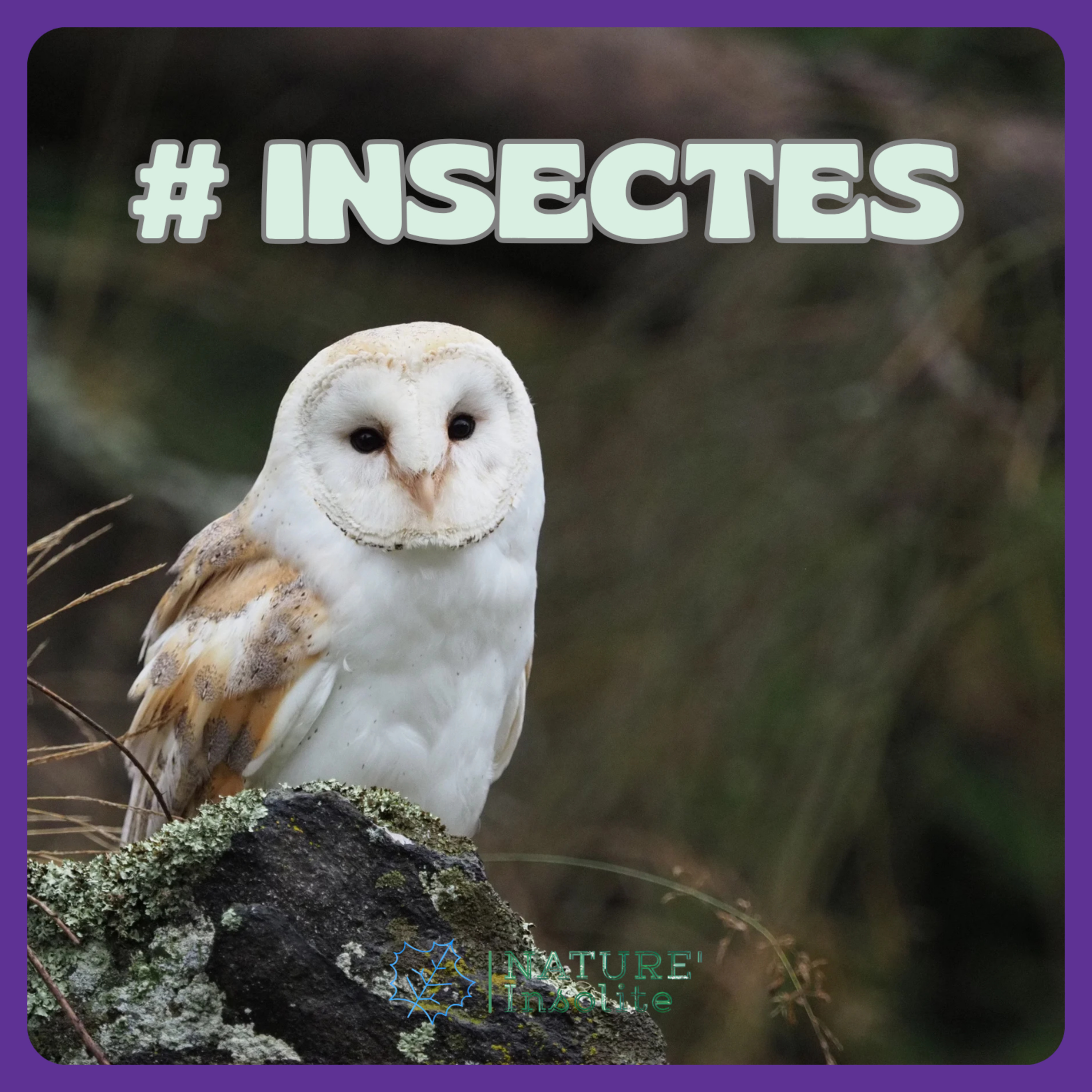 HORS-SÉRIE | Les insectes de la nuit : une vie après le coucher du soleil !