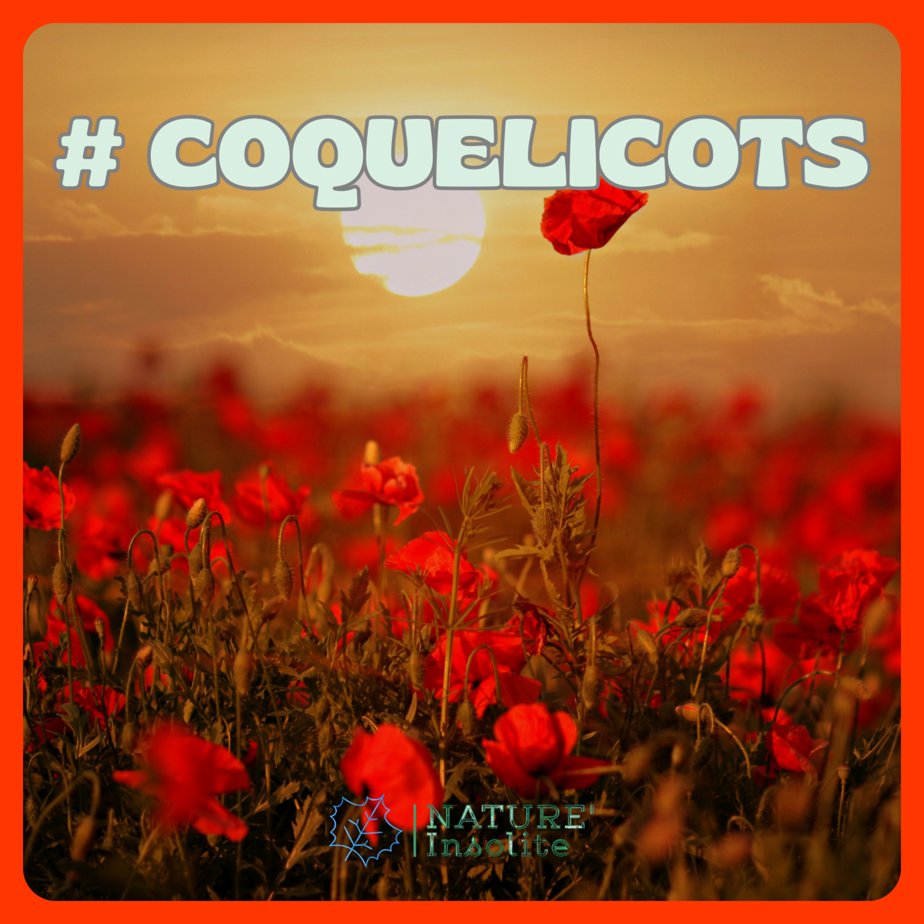 HORS-SÉRIE | Pourquoi les coquelicots ne tiennent jamais en bouquet ?