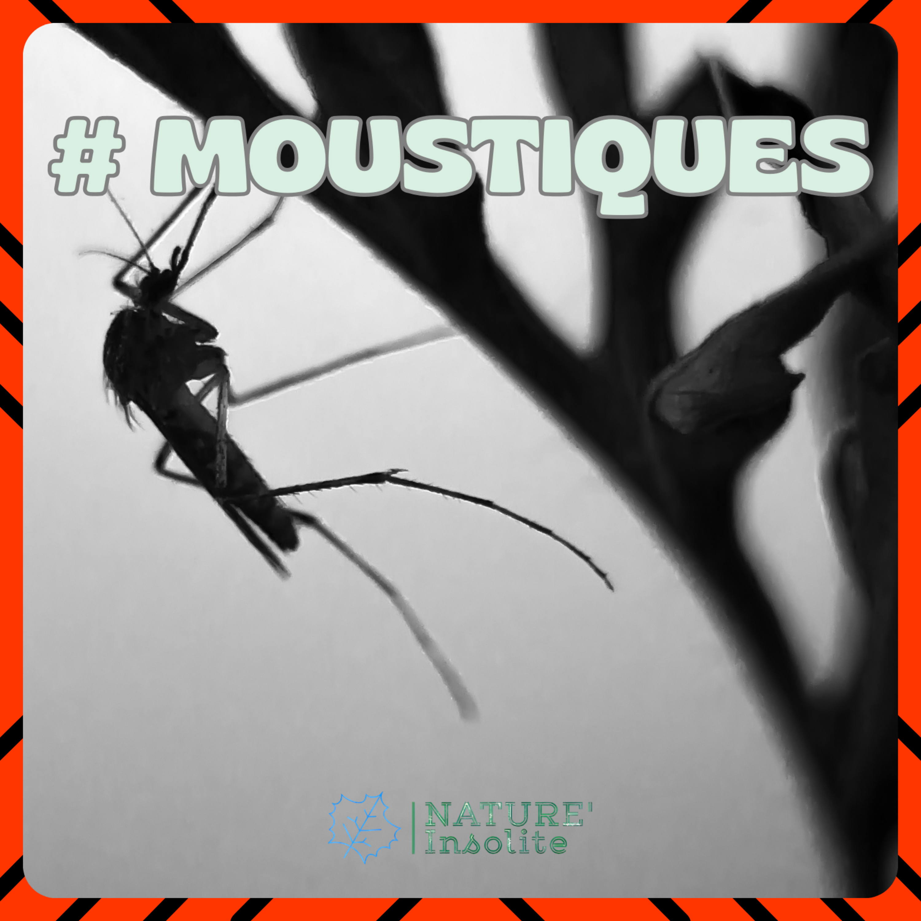 HORS-SÉRIE | En approche des périodes chaudes : prenons garde au MOUSTIQUE TIGRE !