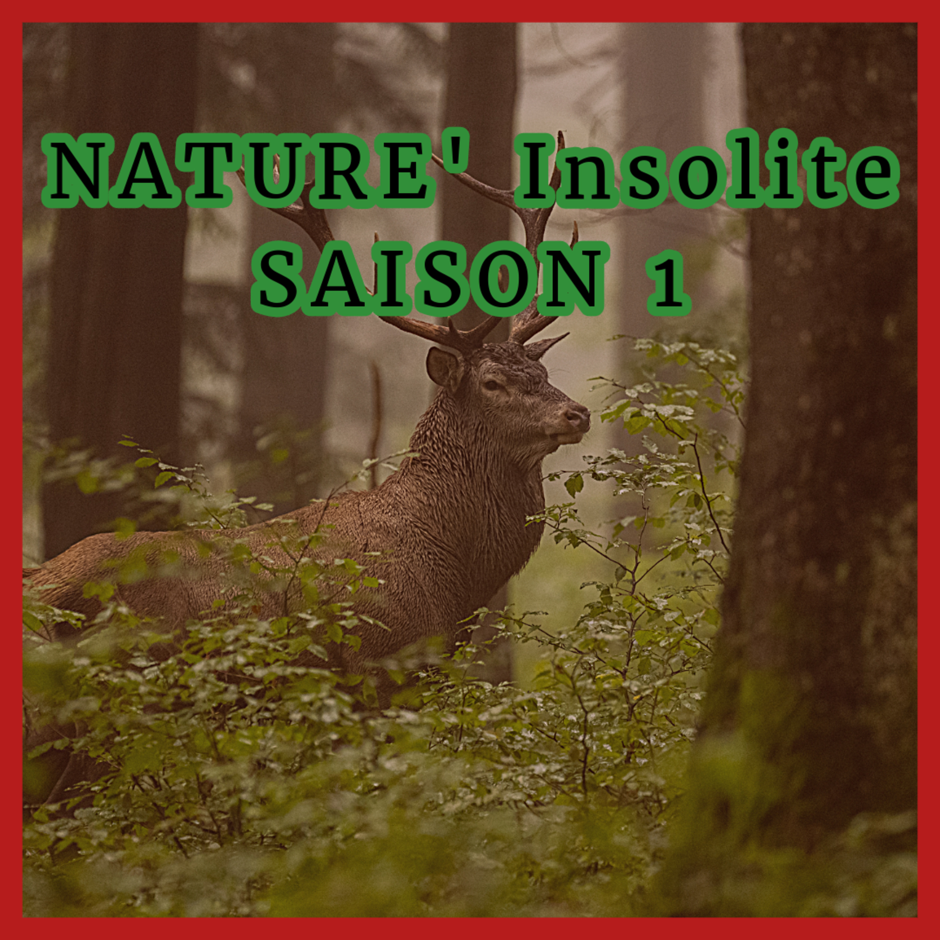 Le Noël des Animaux Sauvages