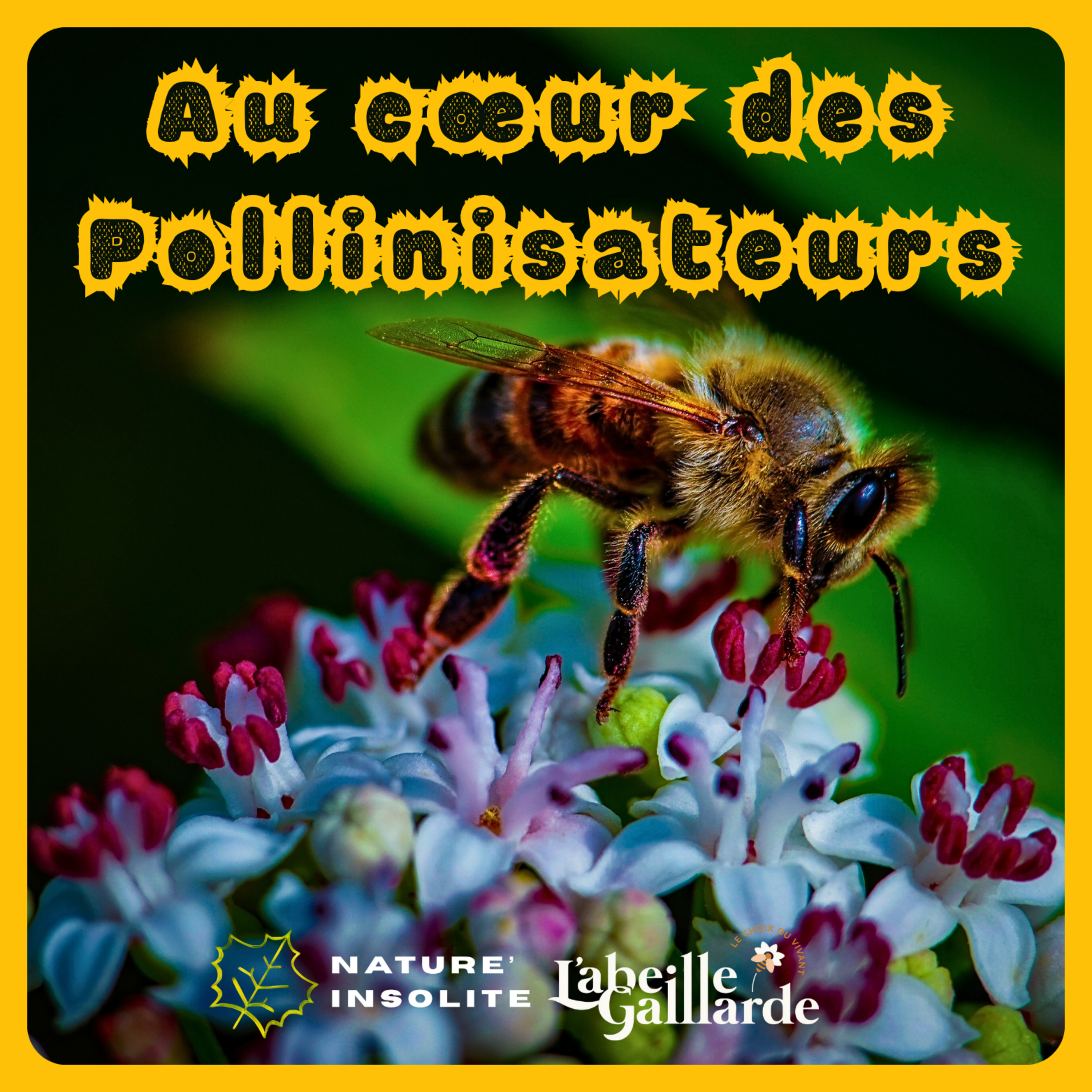 S05 E010 | La Biosurveillance par les Abeilles : Sentinelles de l'Environnement