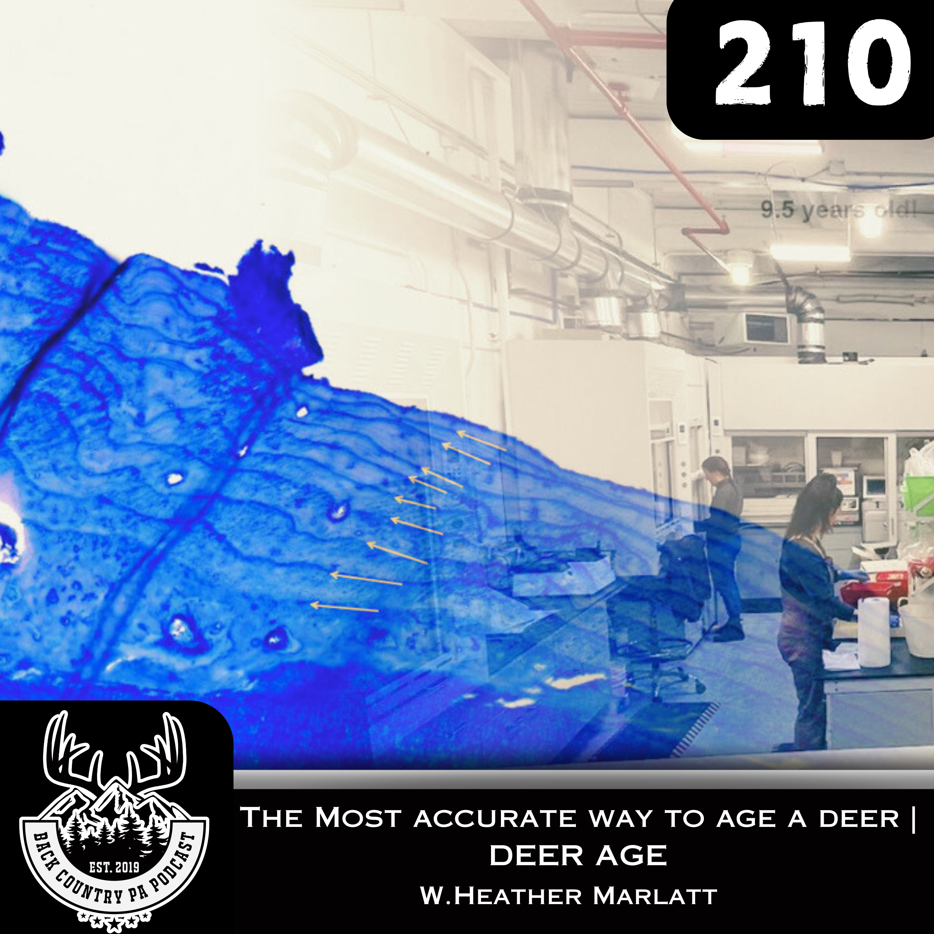 The most ACCURATE way to age a Deer | Deer Age W. Heather Marlatt #210 episode artwork