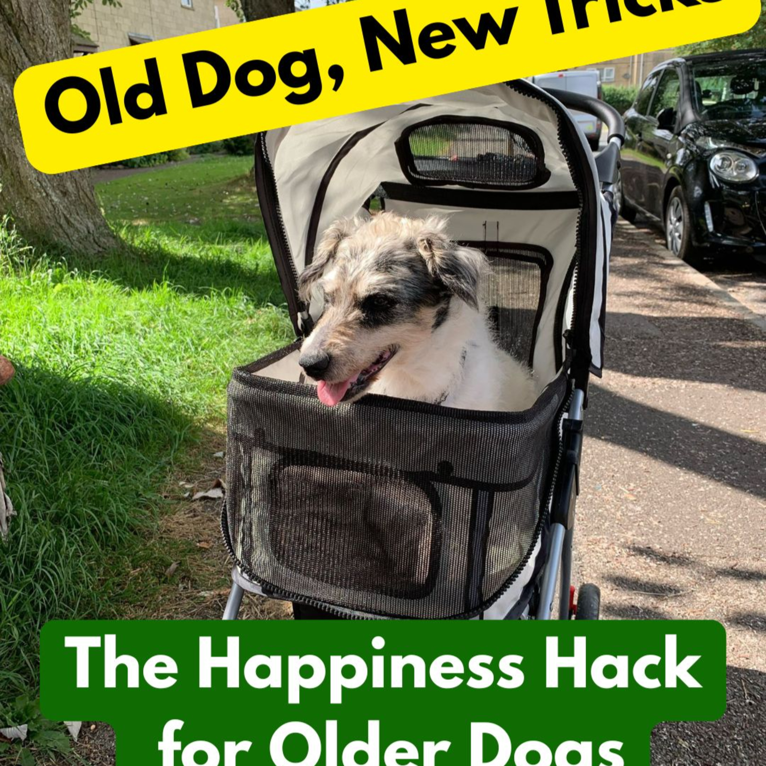 Paws and Pawsitivity