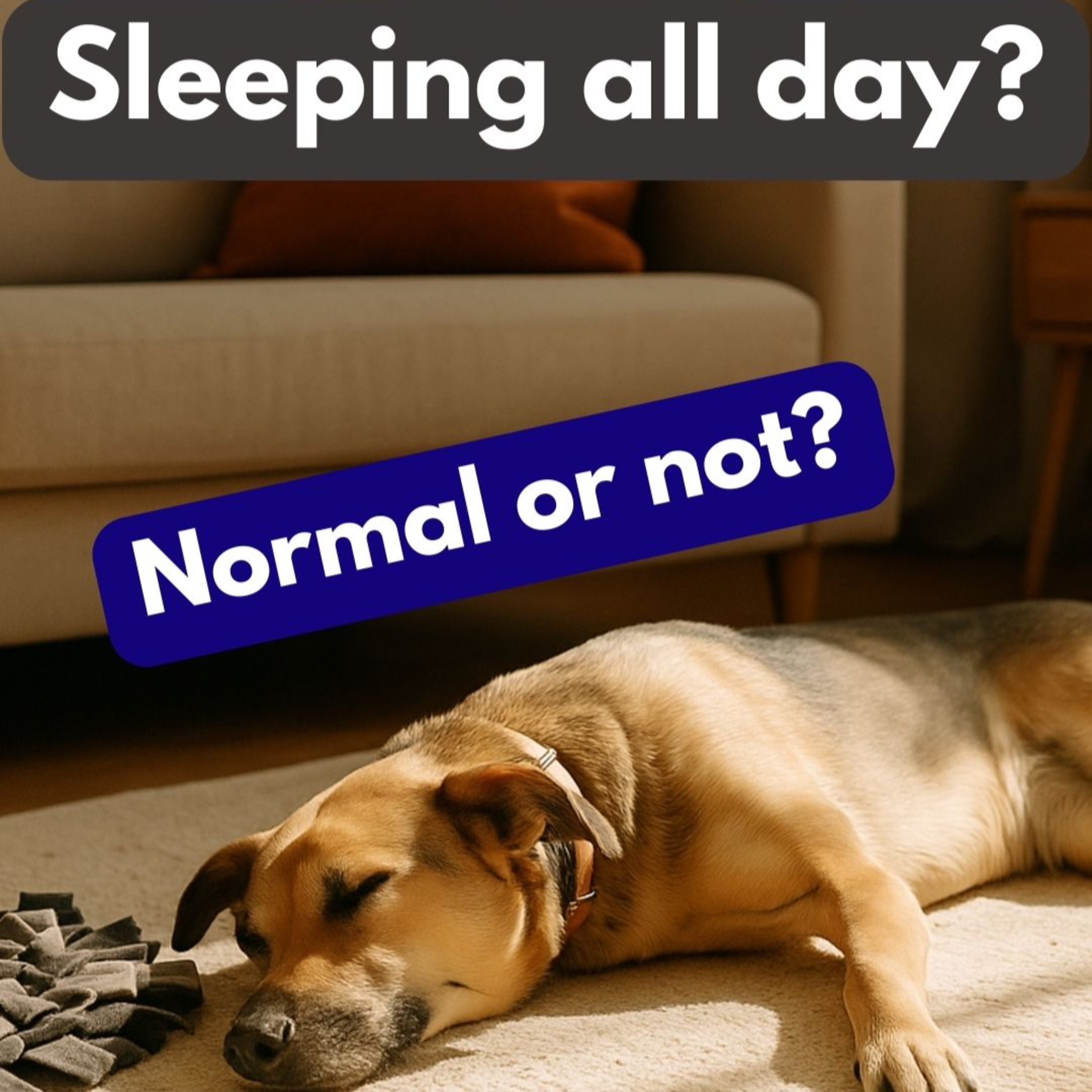 Paws and Pawsitivity