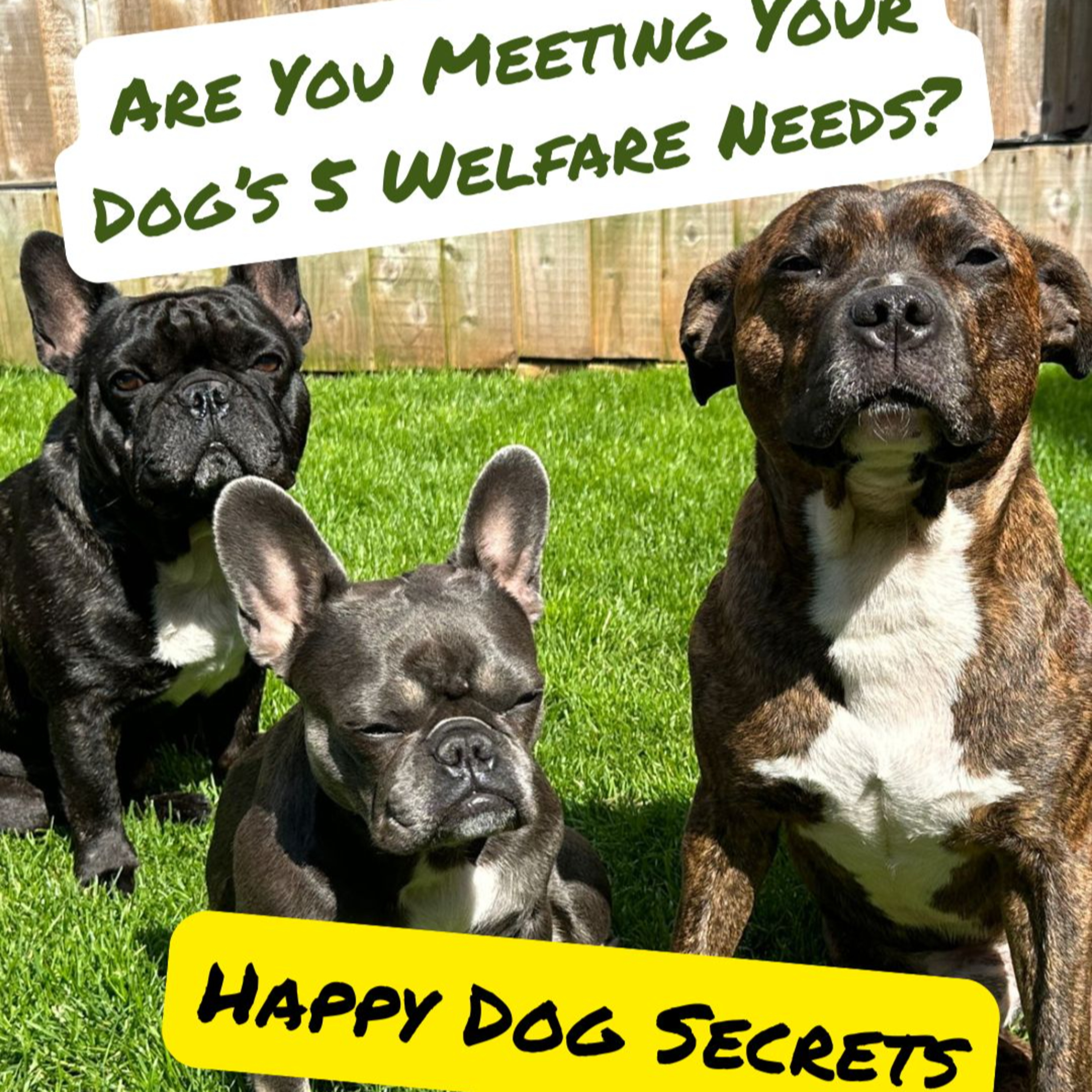 Paws and Pawsitivity