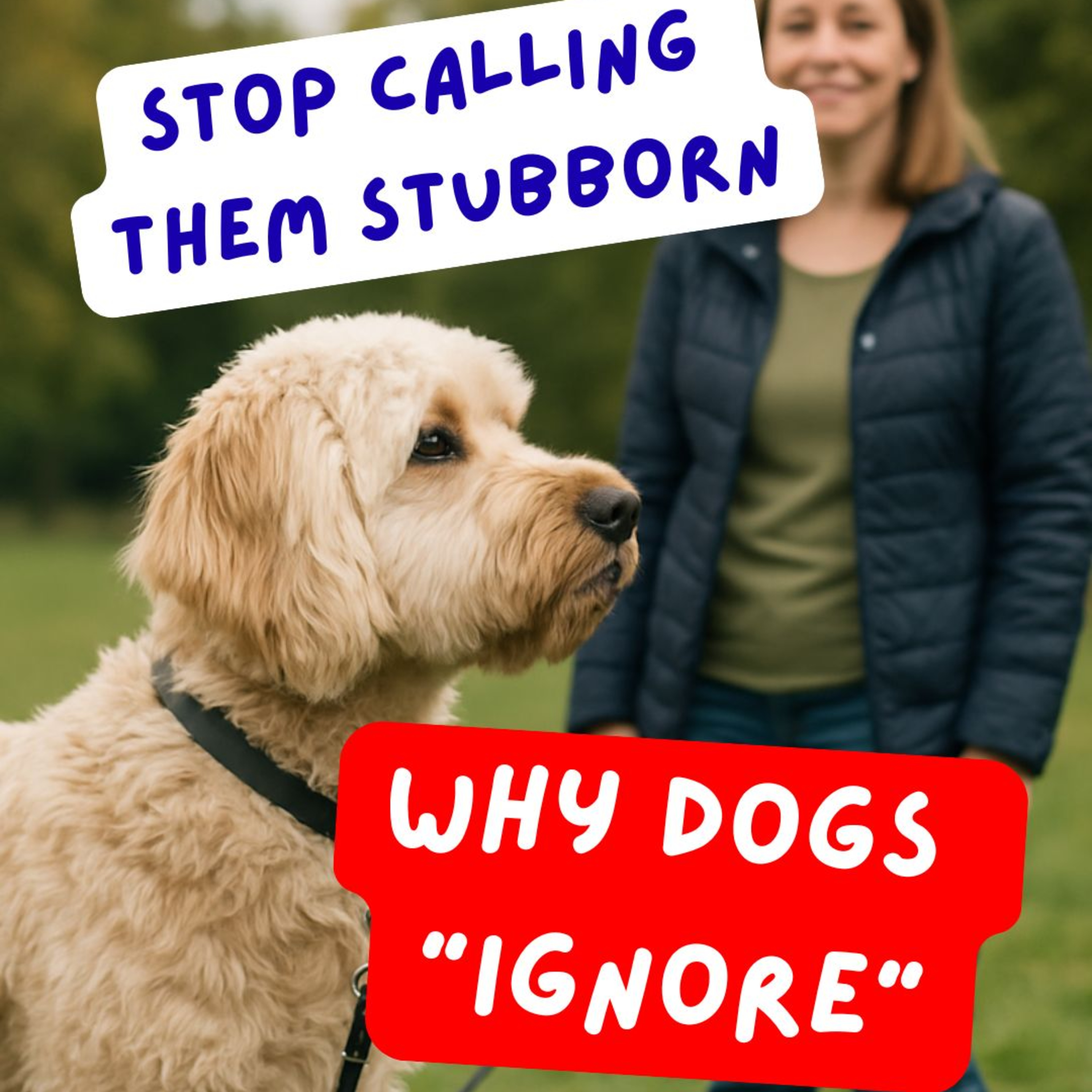 Paws and Pawsitivity