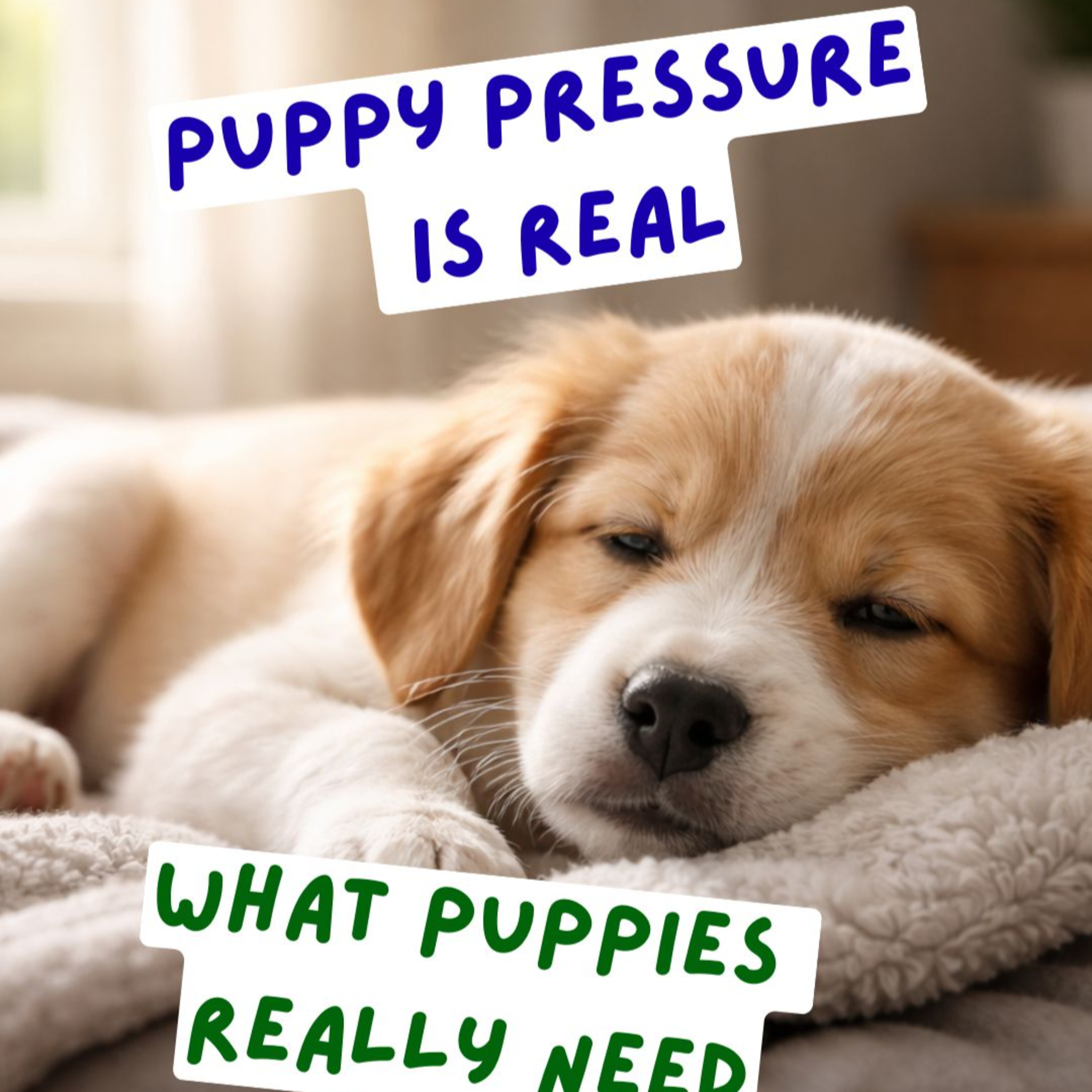 Paws and Pawsitivity