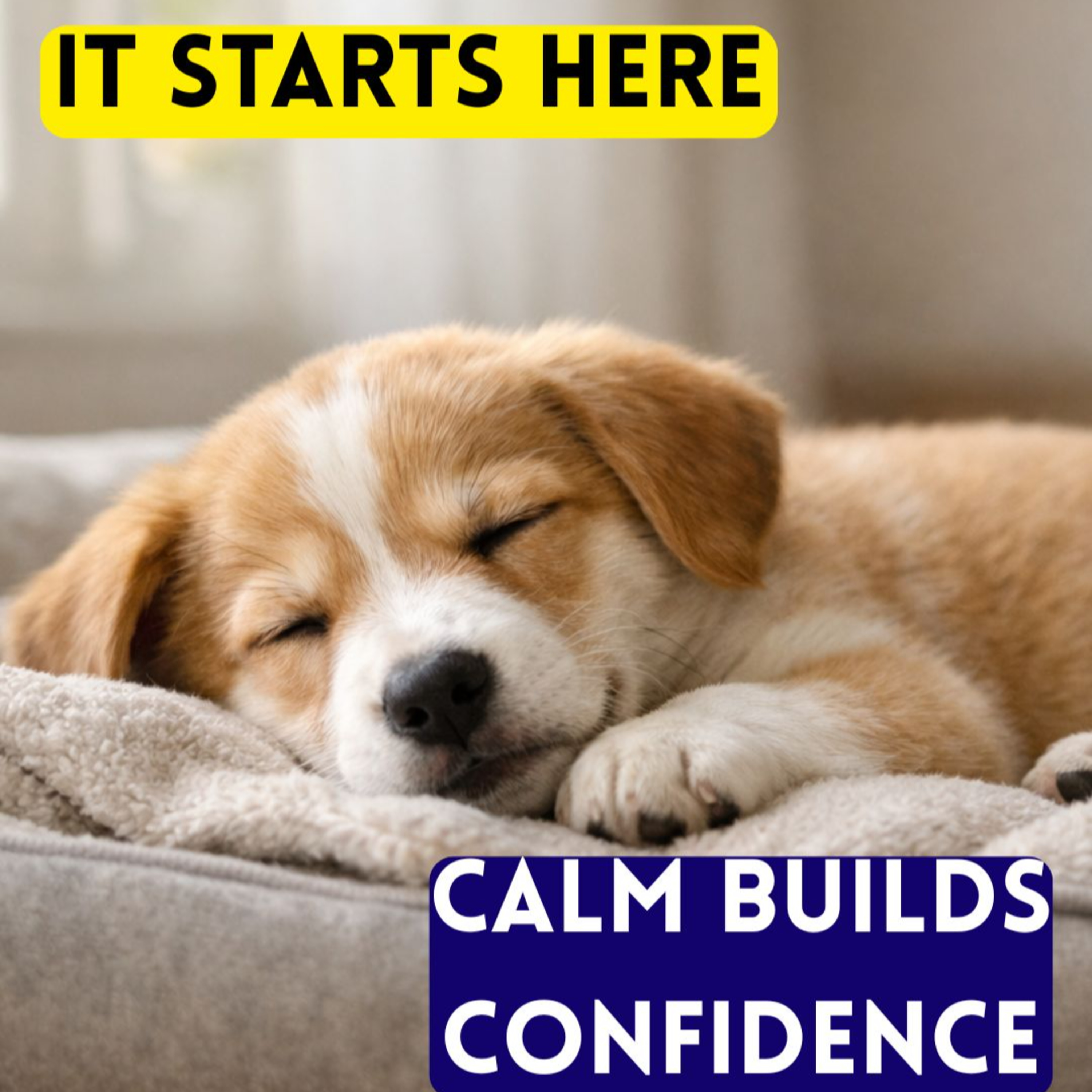 Paws and Pawsitivity