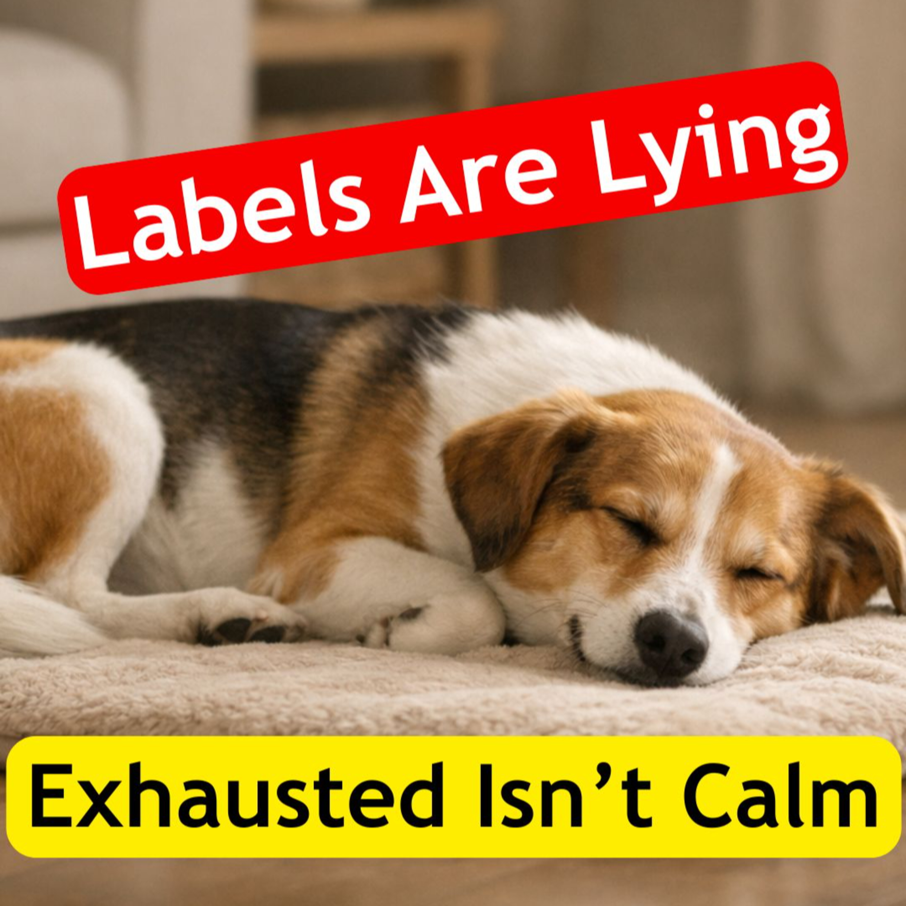 Paws and Pawsitivity