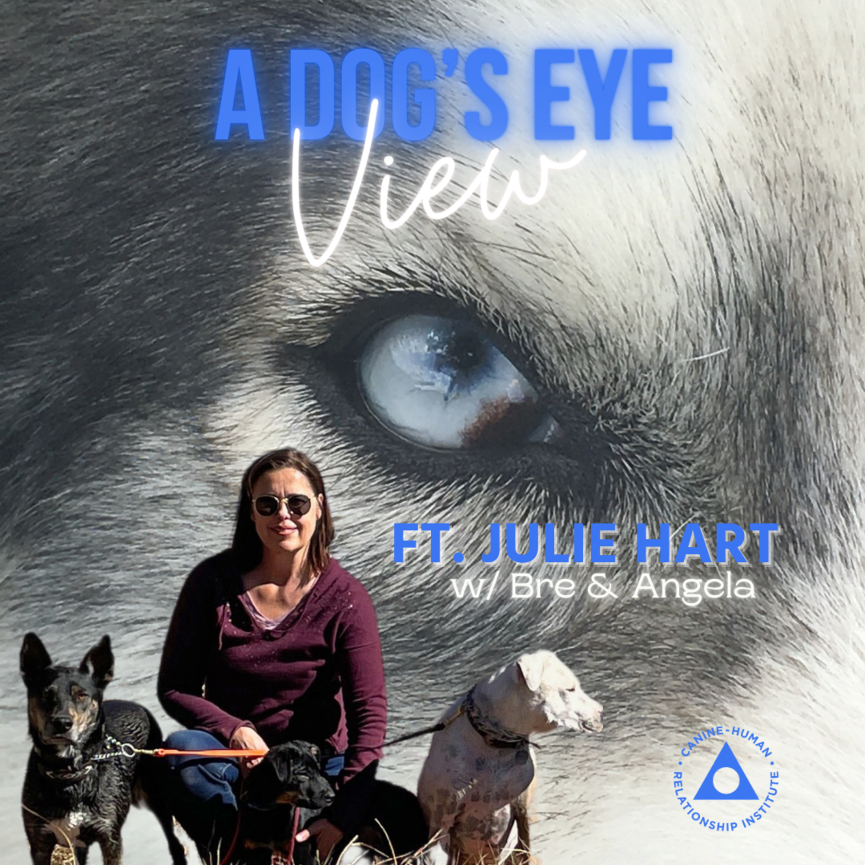 A Dog\'s Eye View