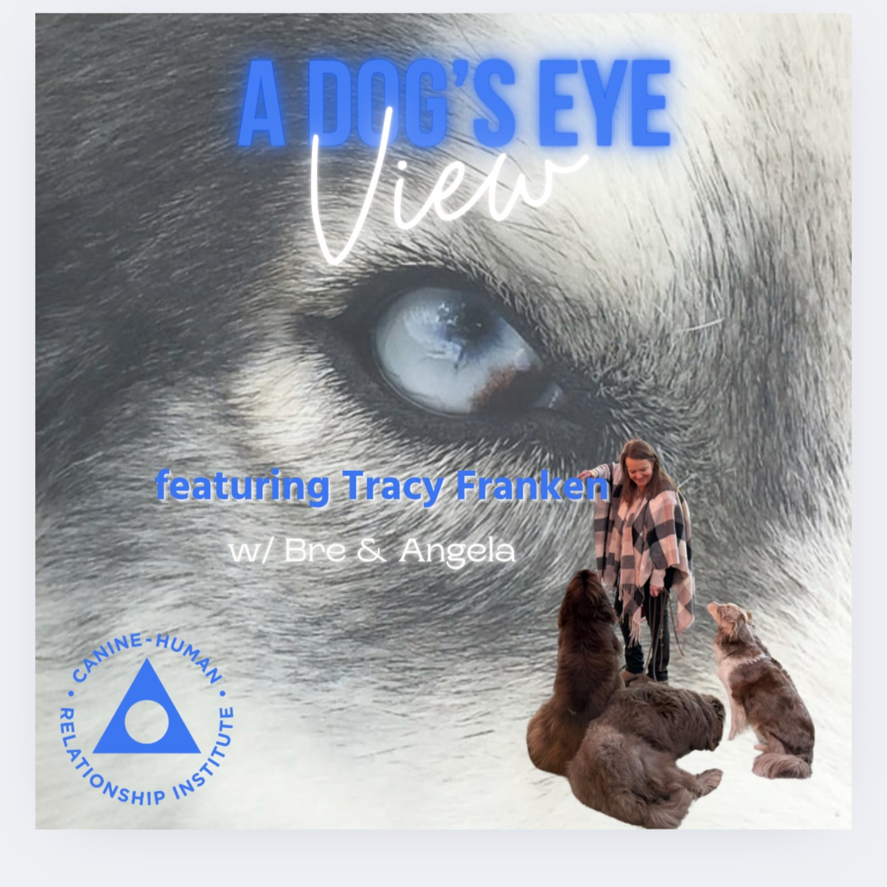 A Dog\'s Eye View