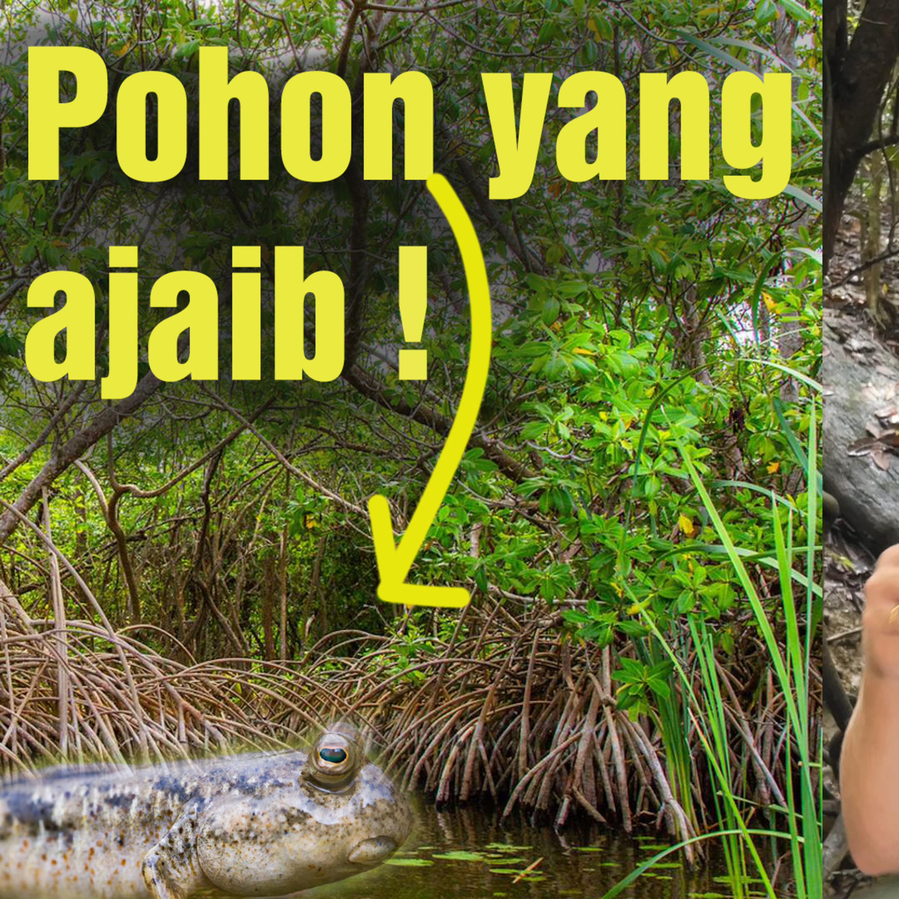 (ID) Dengar Chanee Kalaweit