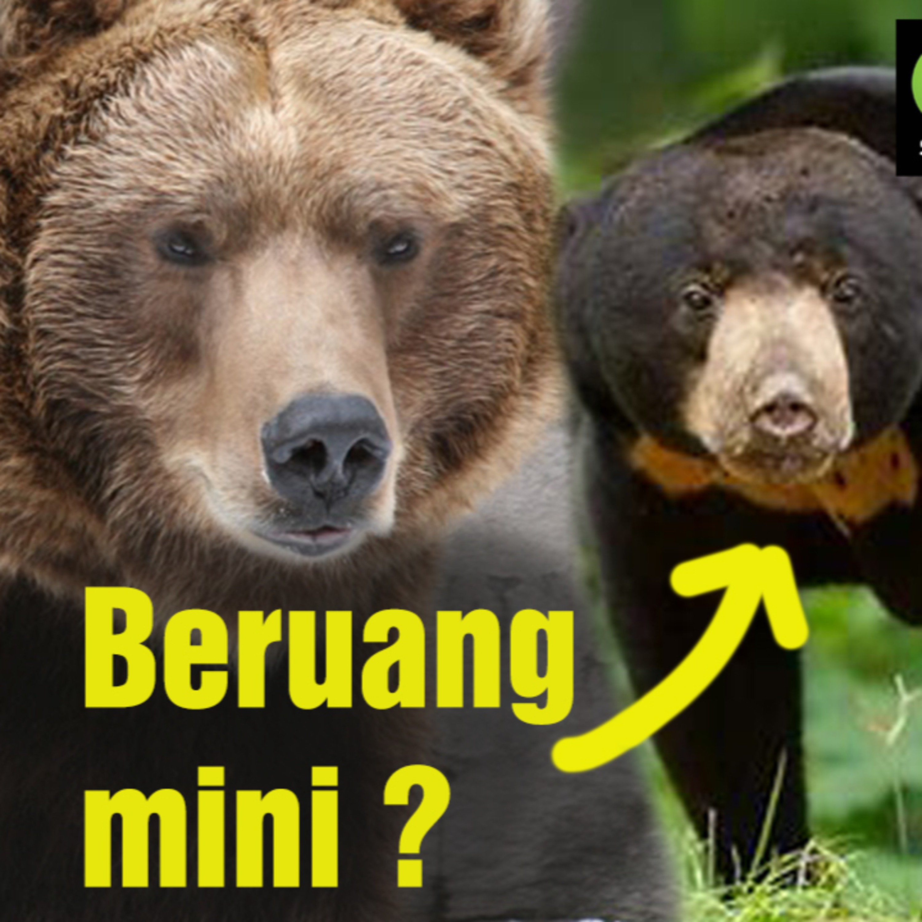 (ID) Dengar Chanee Kalaweit