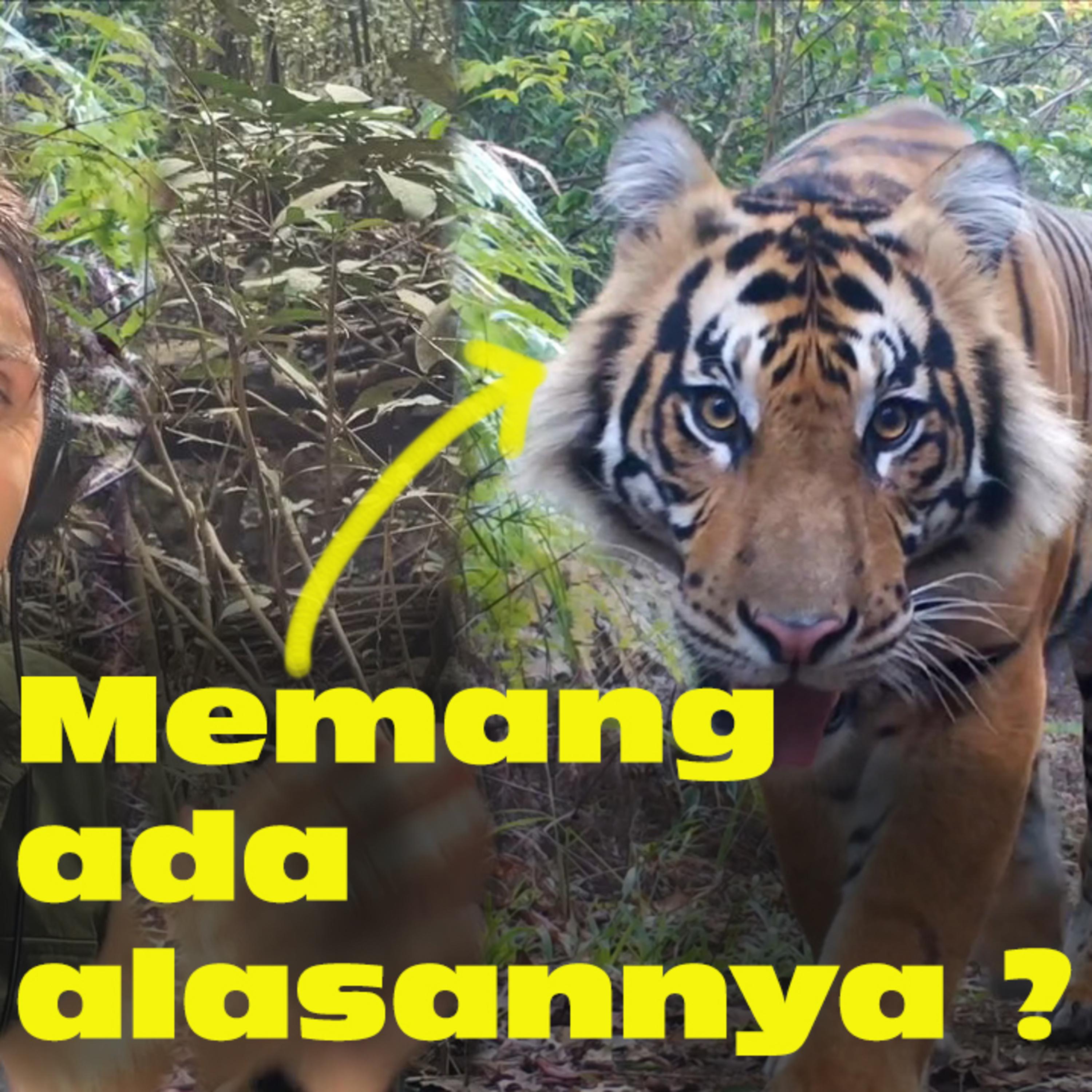 (ID) Dengar Chanee Kalaweit