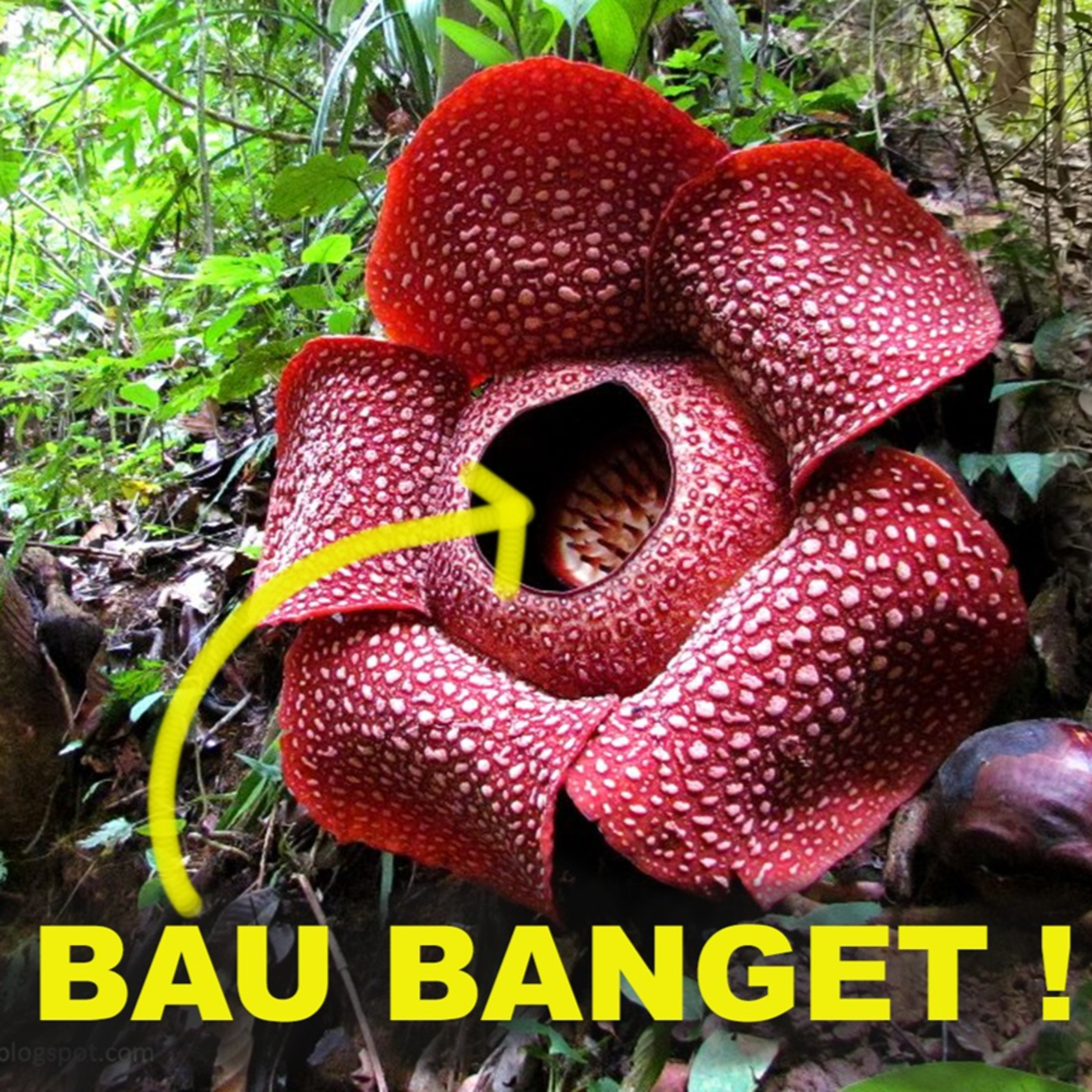 (ID) Dengar Chanee Kalaweit