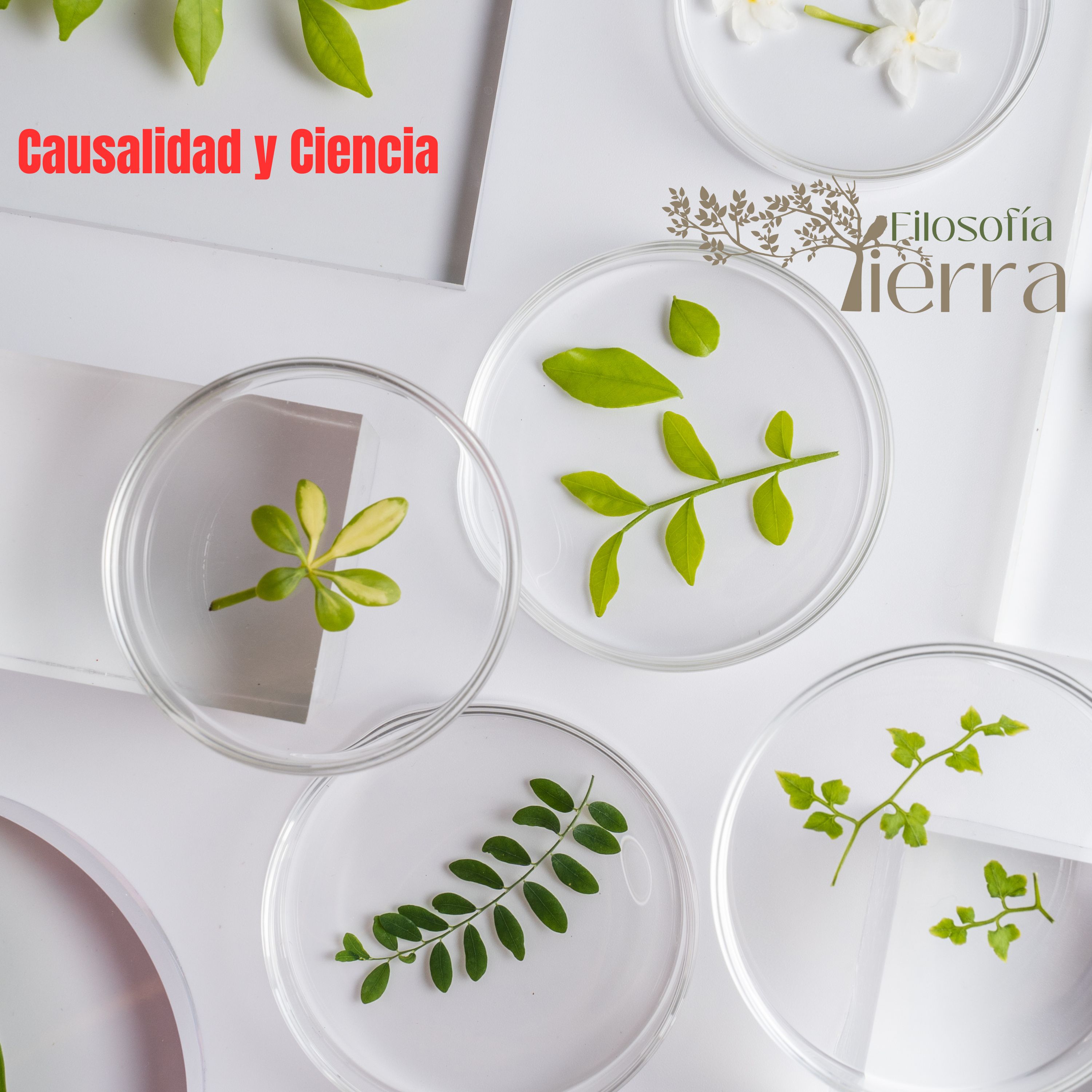 #210 METAFÍSICA Y ONTOLOGÍA #Día 25 | Causalidad y Ciencia episode artwork
