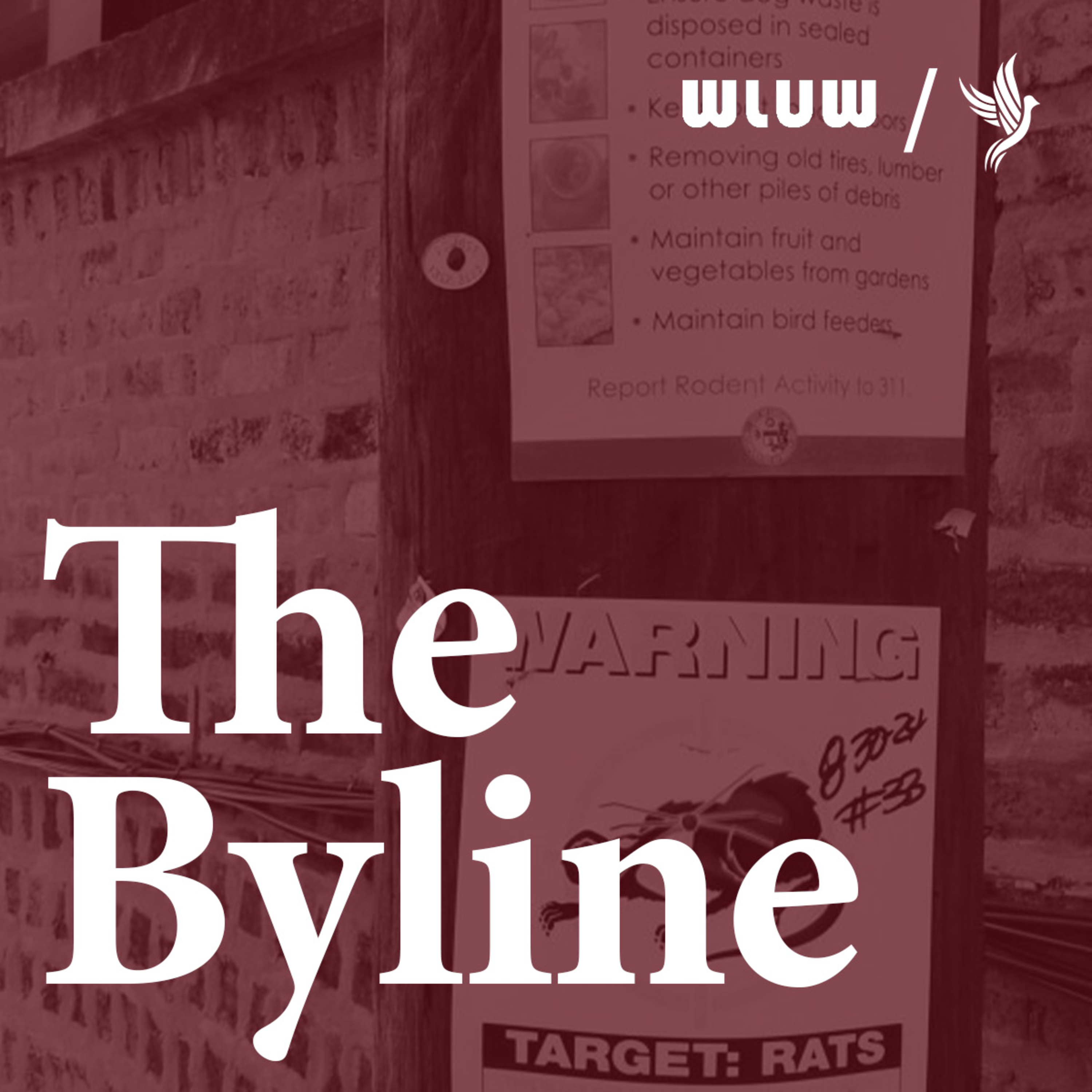 The Byline: Is Chicago the "Rattiest" City in the World? episode artwork