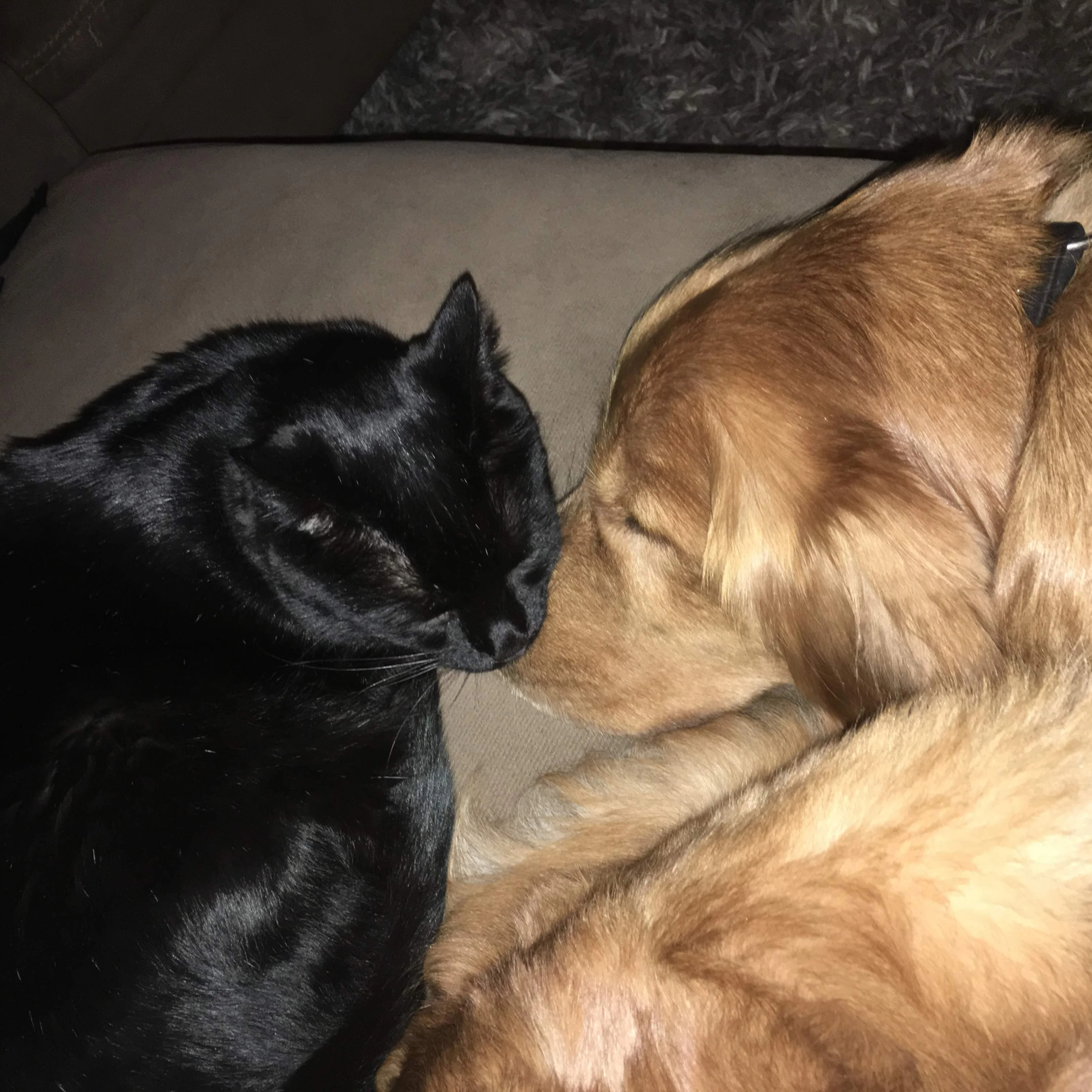 Ep 3: Black cat vs golden retriever best friend dynamic (Part 2/2) episode artwork