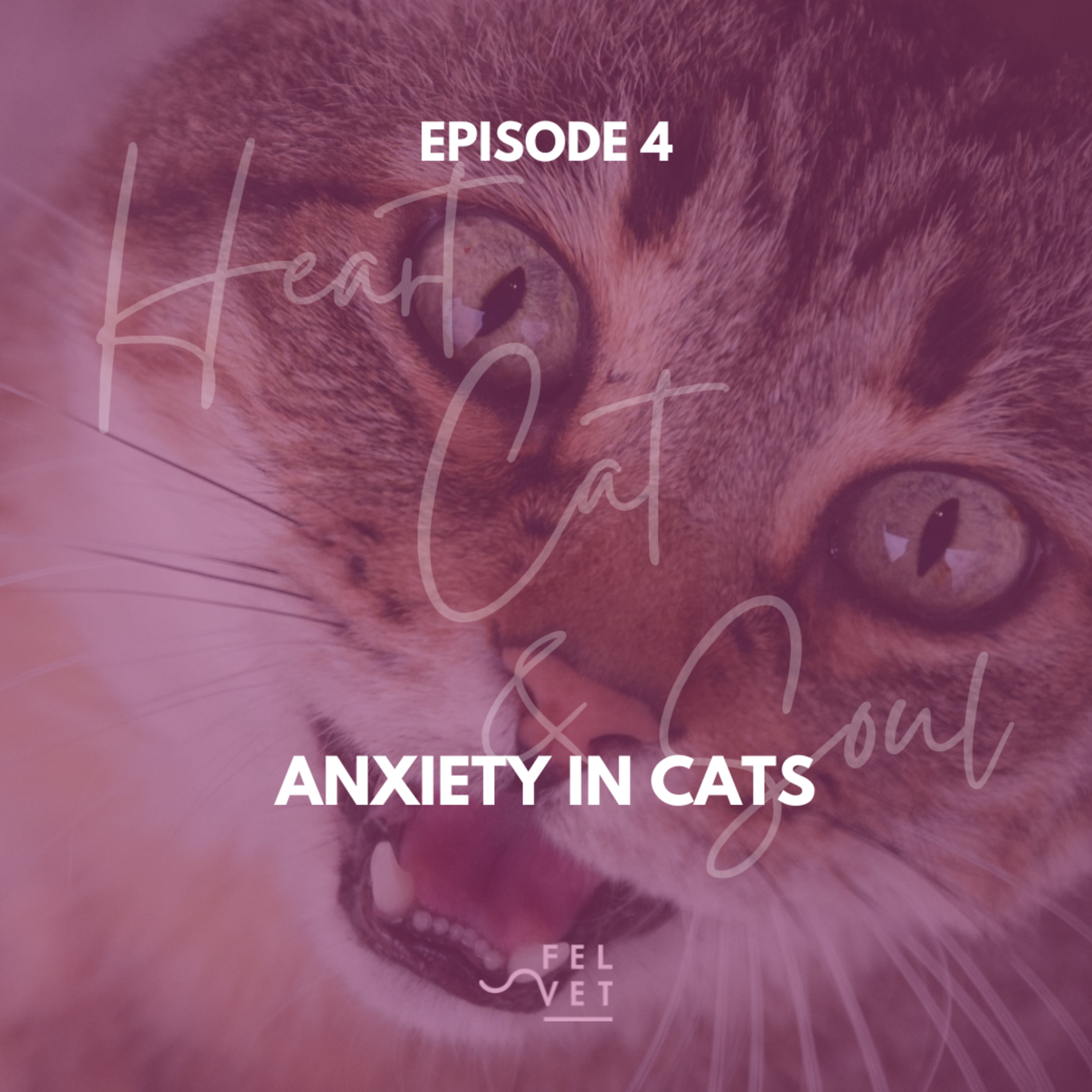 Heart, Cat and Soul - A Podcast about Cats