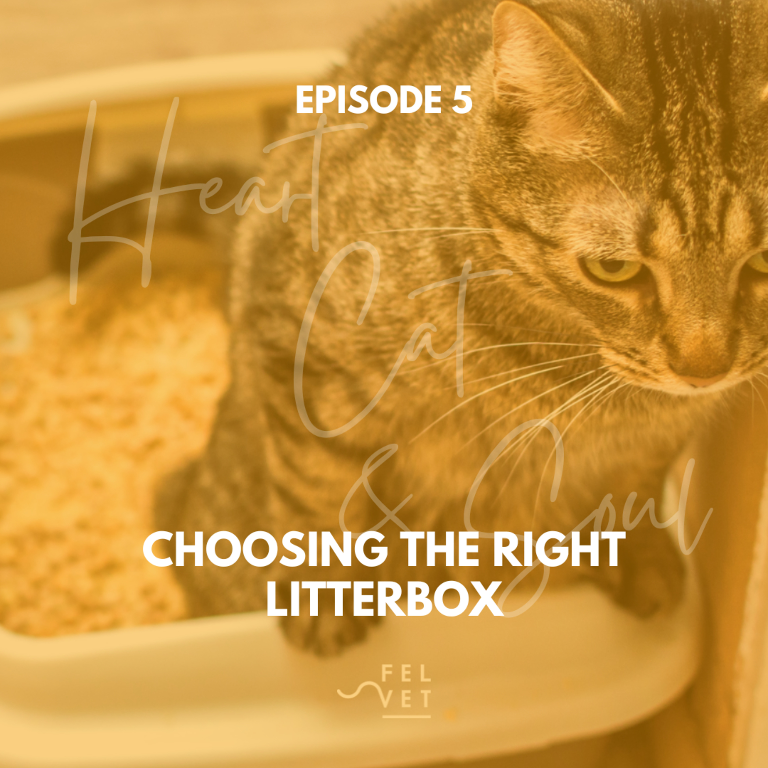 Heart, Cat and Soul - A Podcast about Cats