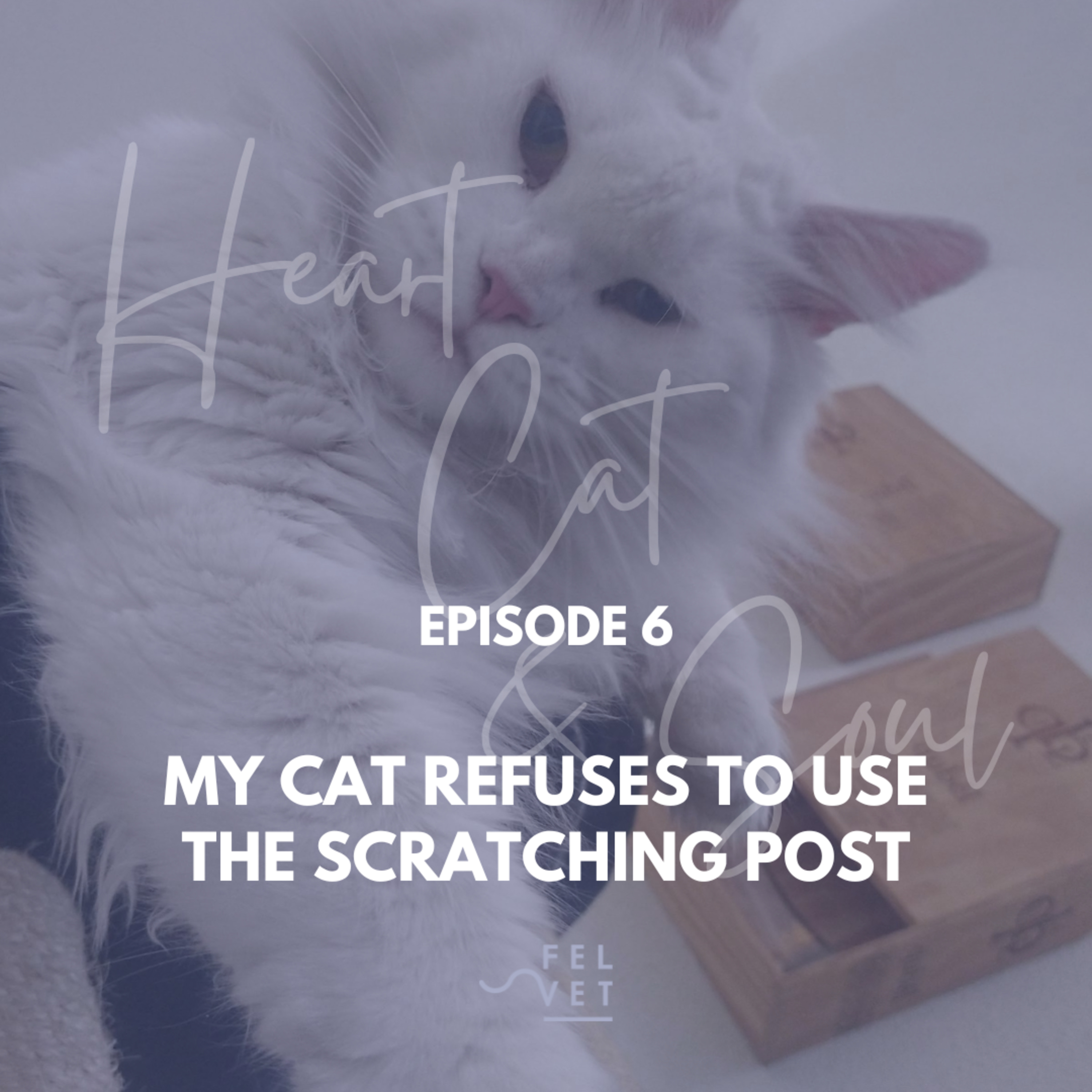 Heart, Cat and Soul - A Podcast about Cats