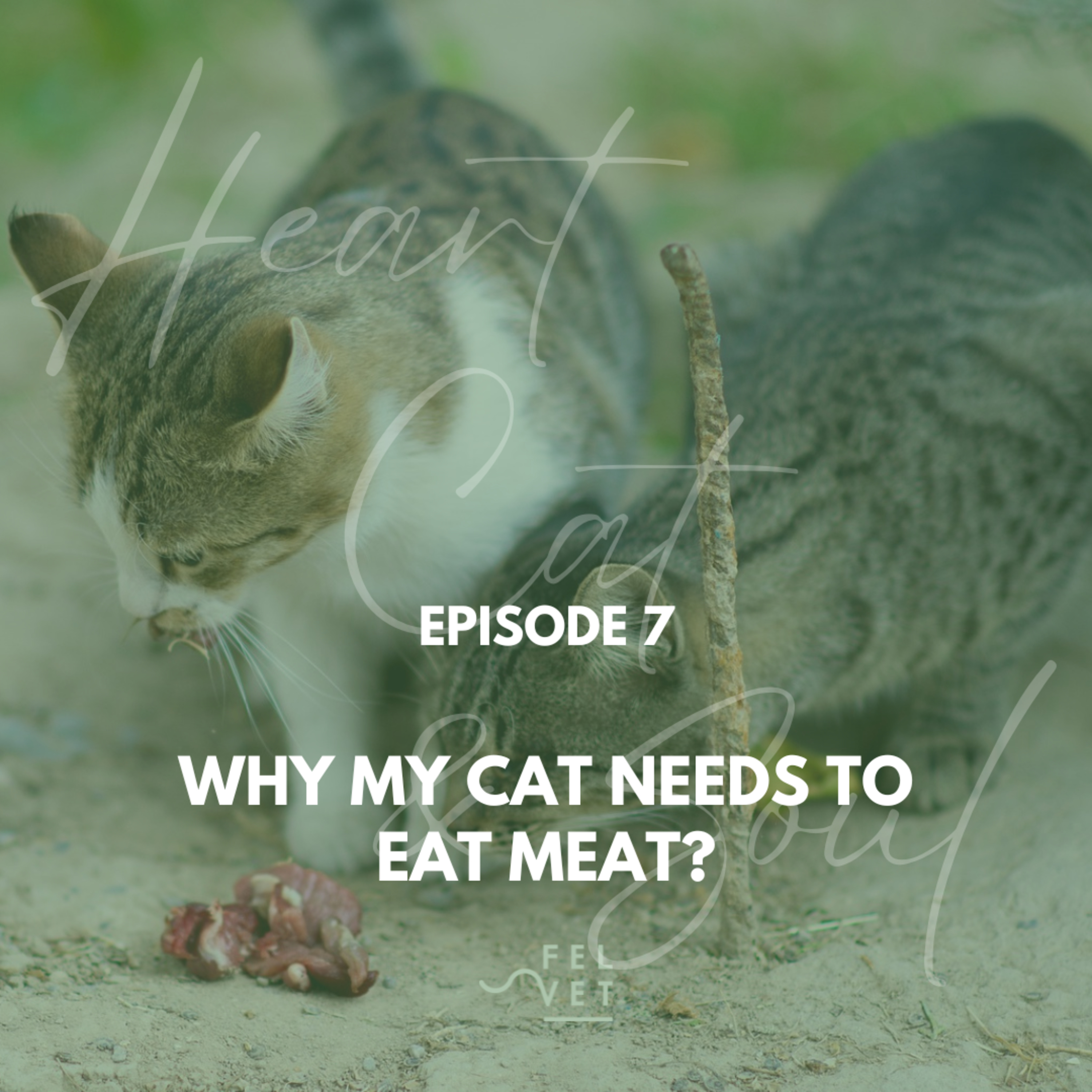 Heart, Cat and Soul - A Podcast about Cats