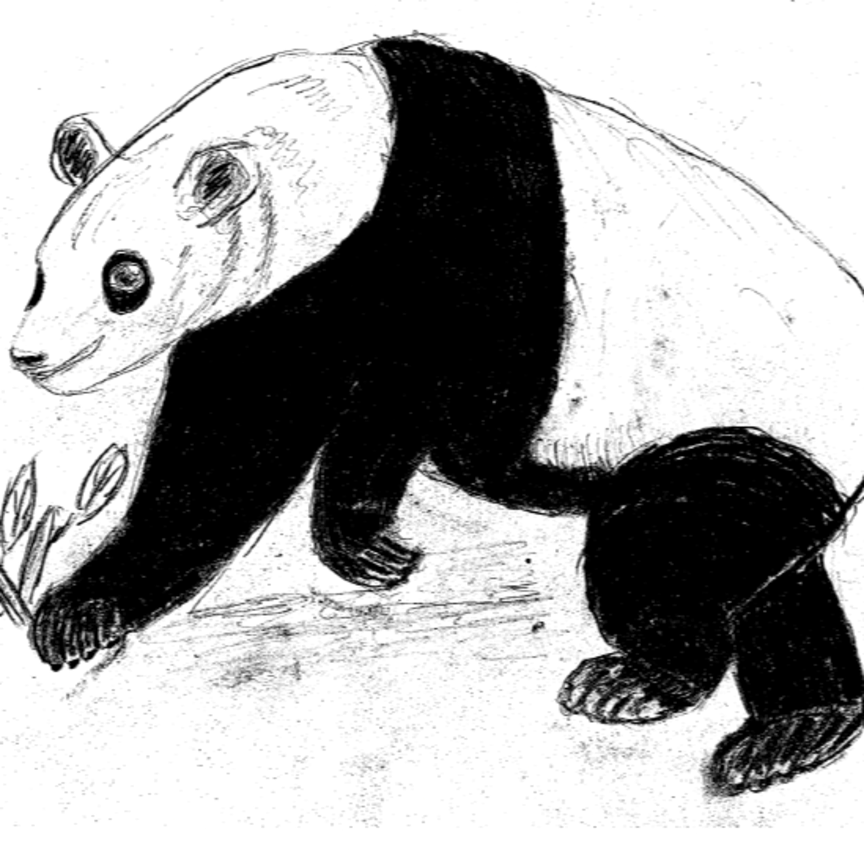 למה לפנדה יש משקפים