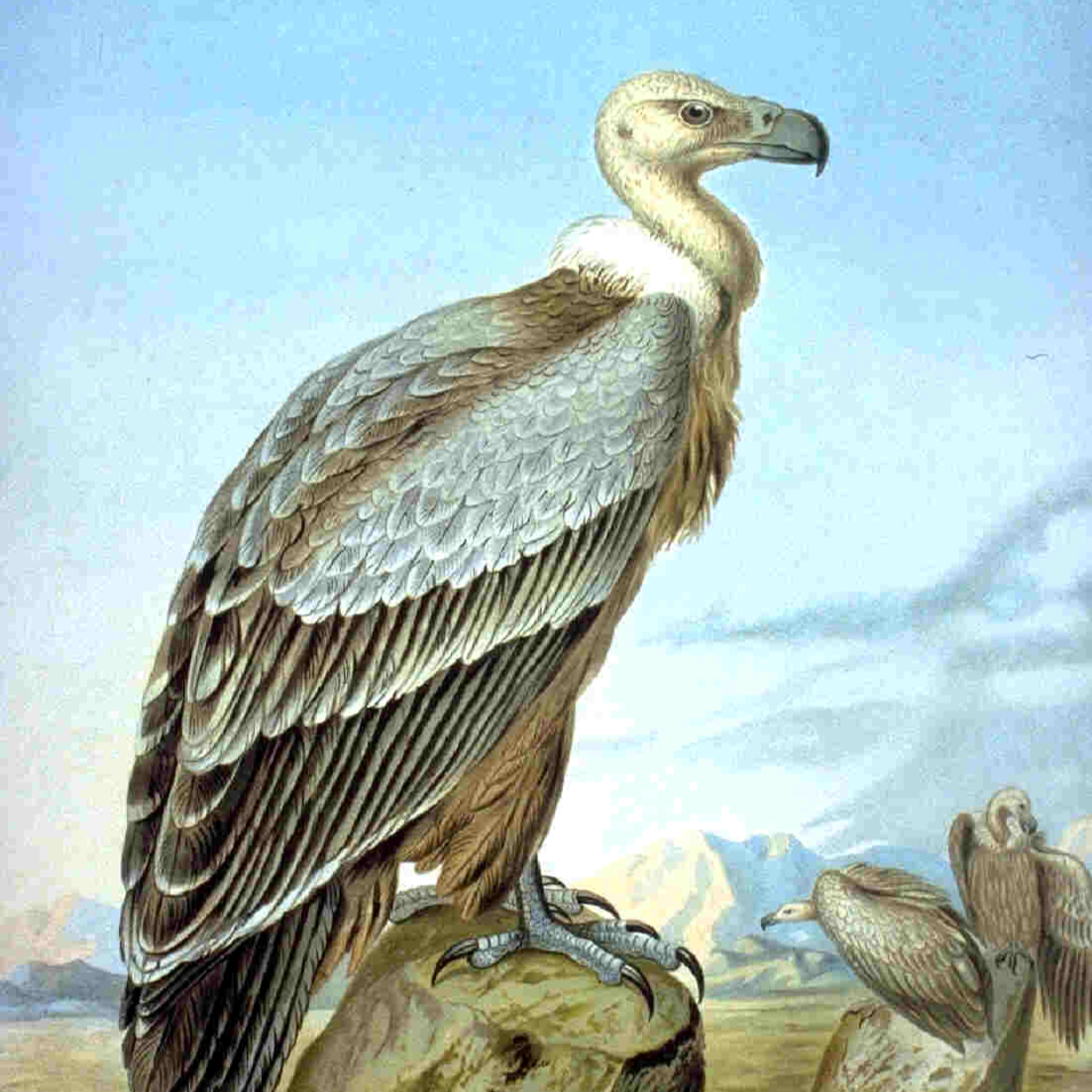 האיש שהפך להיות נשר