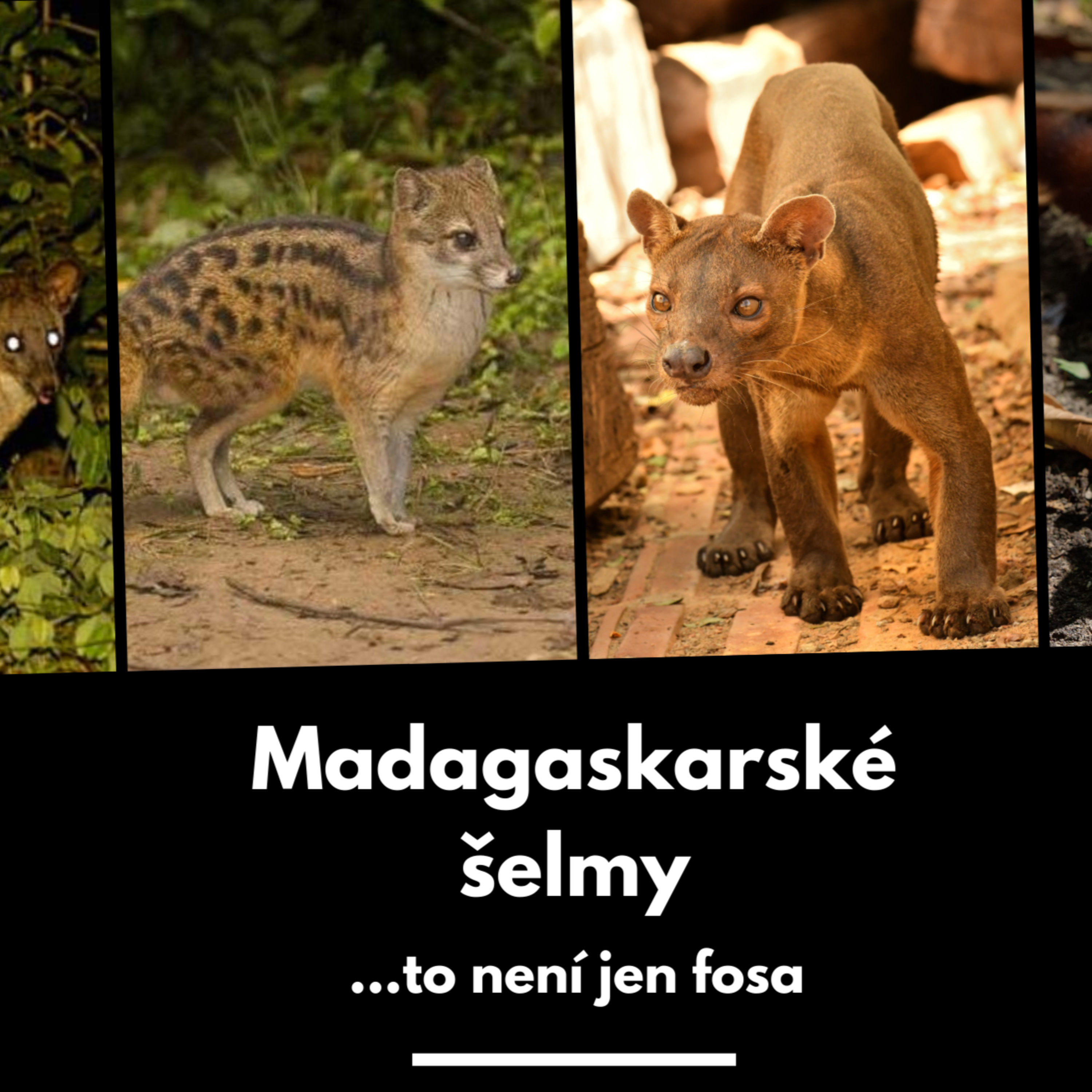 19: Záhadné šelmy Madagaskaru episode artwork