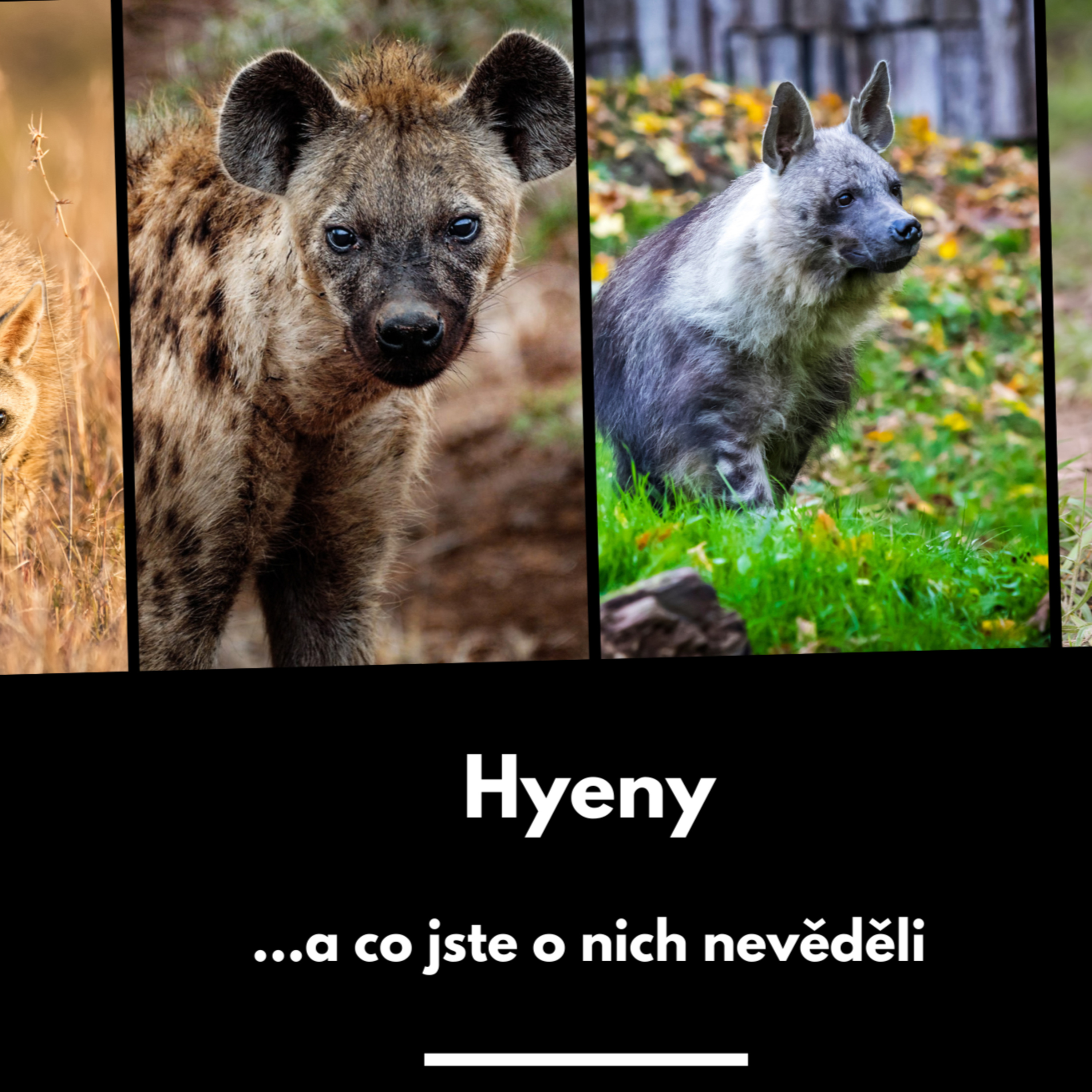23: Hyeny a co jste o nich nevěděli  episode artwork