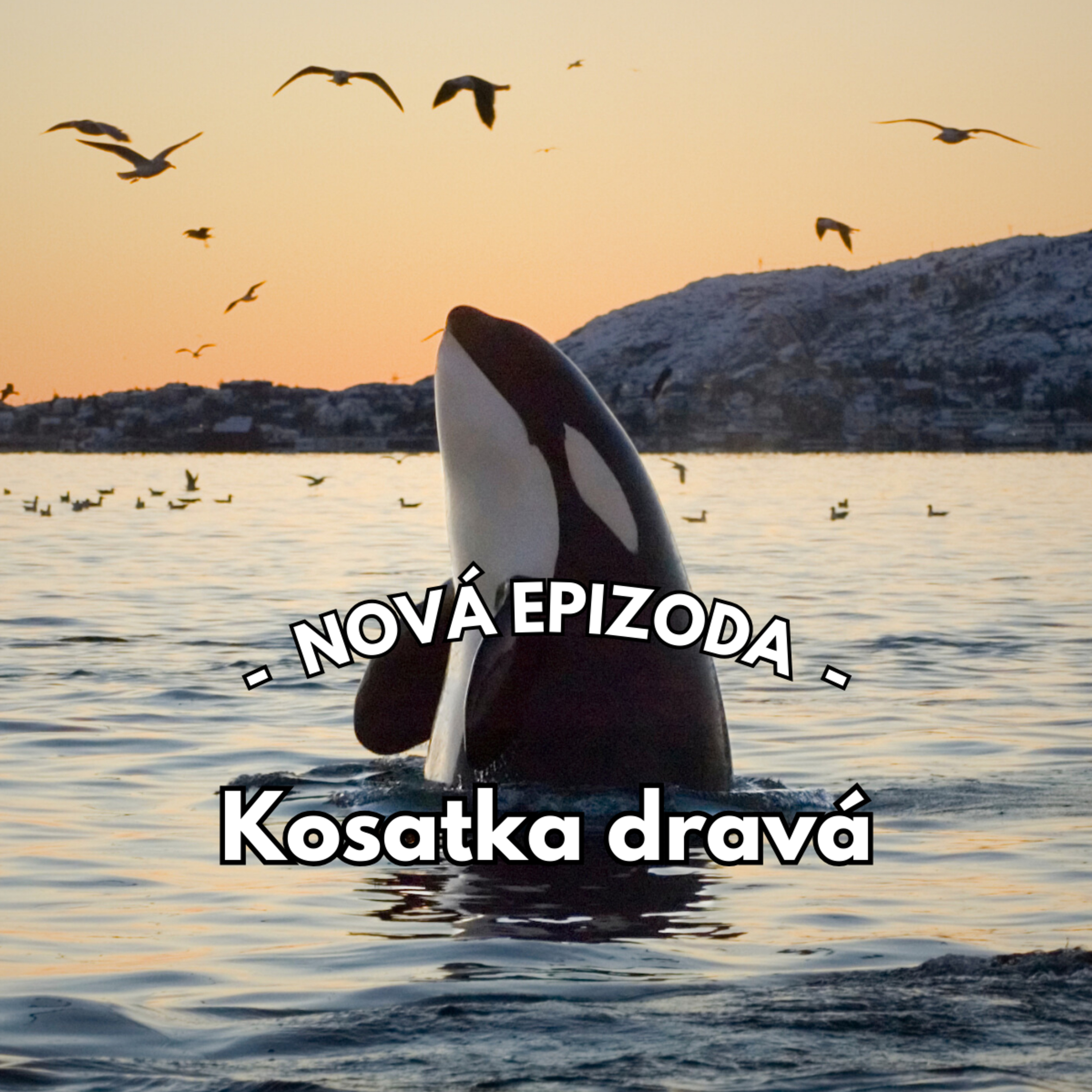 24: Hluboký ponor do světa kosatek  episode artwork