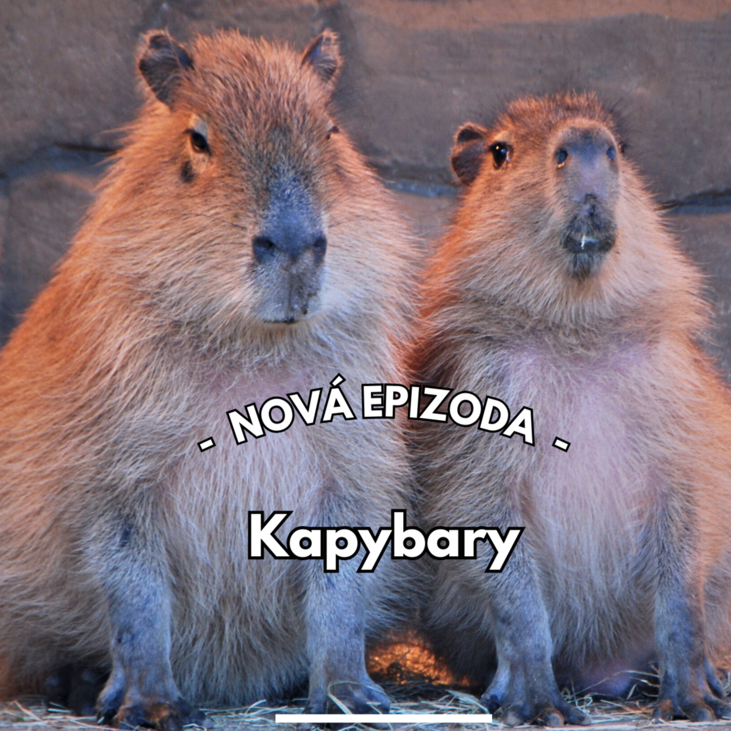 26: Hit sociálních sítí jménem kapybara episode artwork