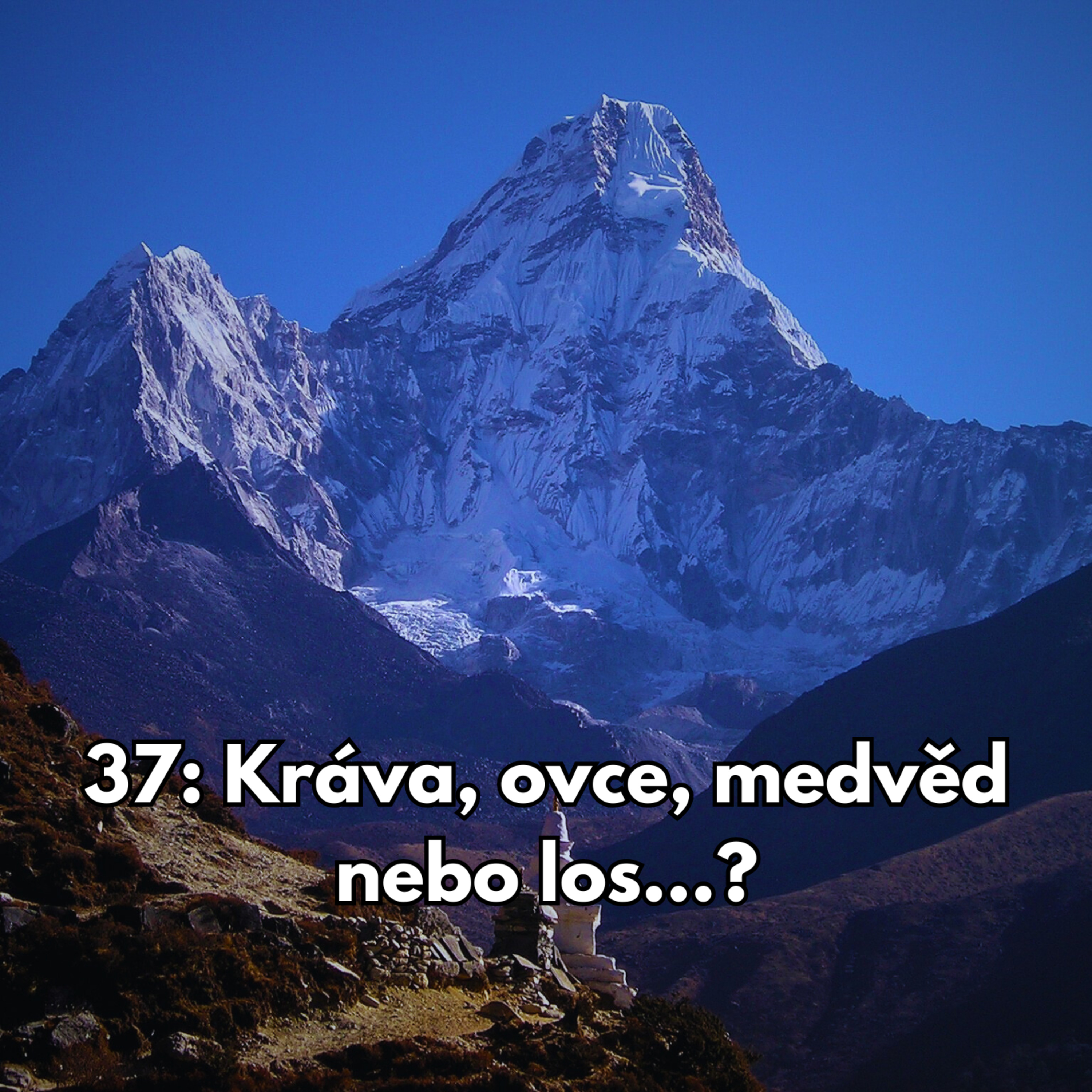 37: Kráva, ovce, medvěd nebo los...? episode artwork