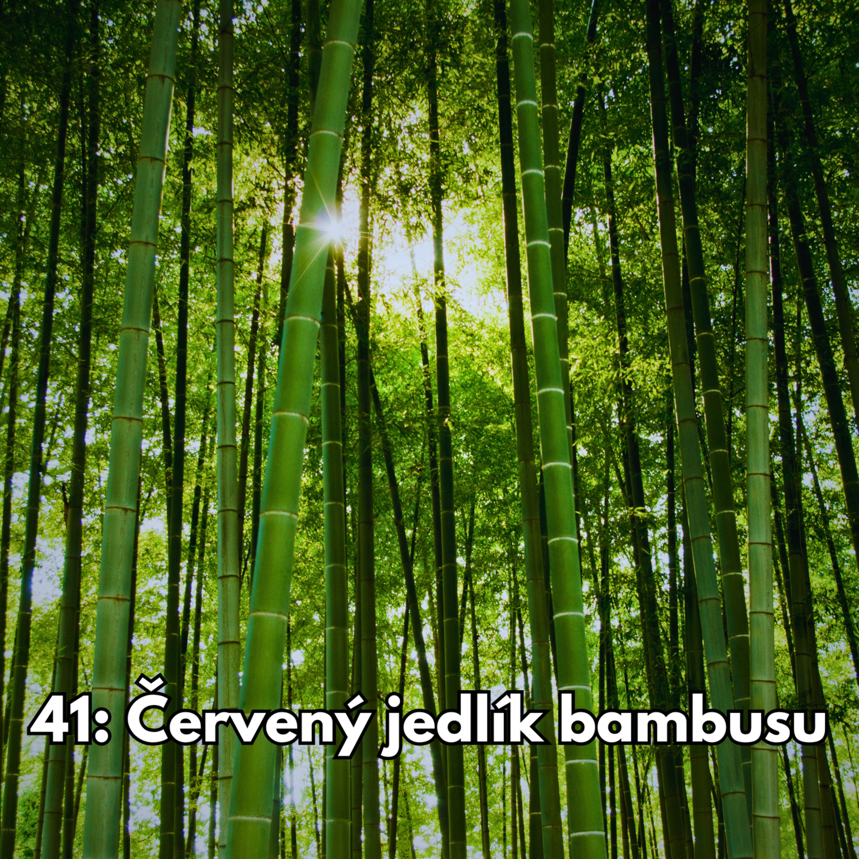 41: Červený jedlík bambusu episode artwork