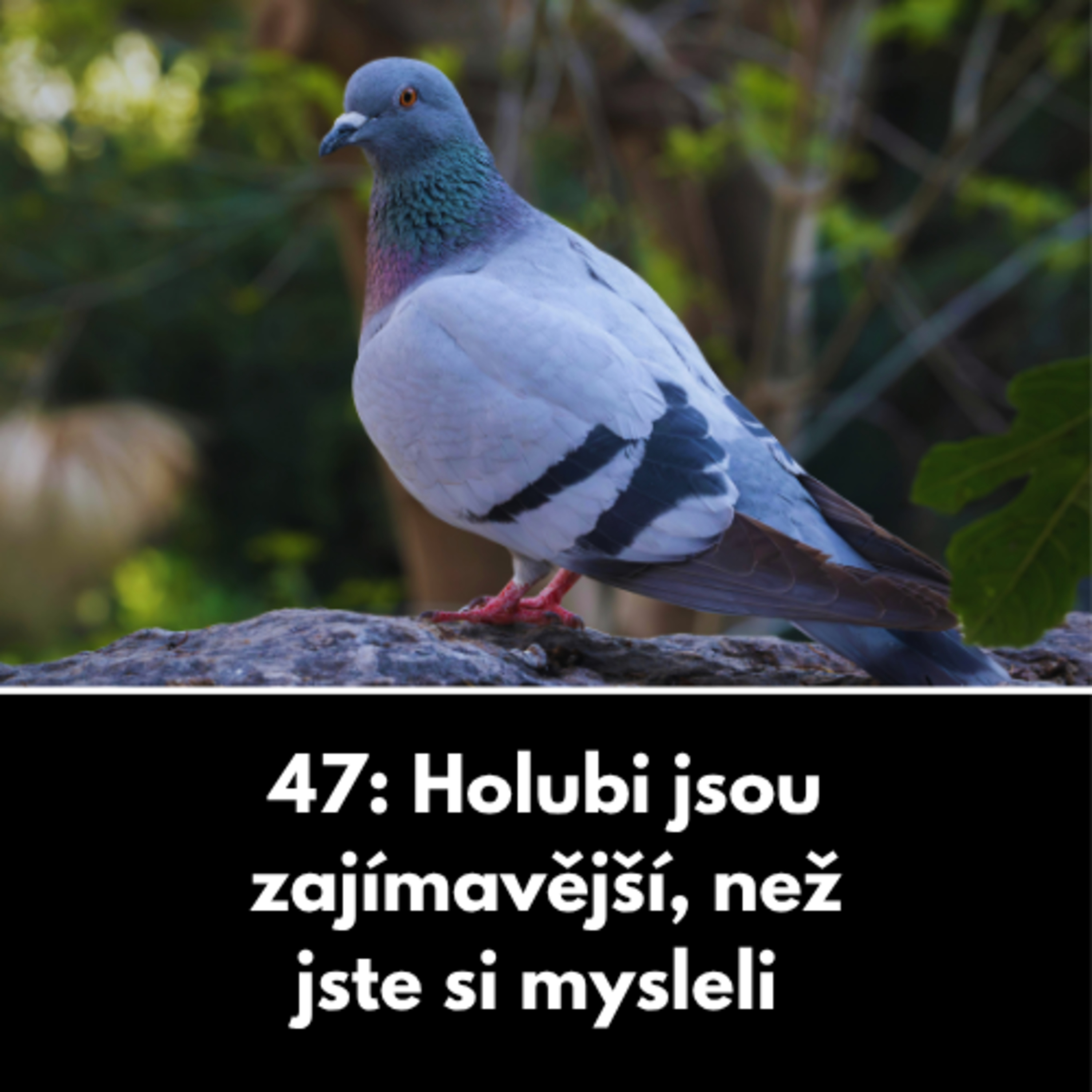 47: Holubi jsou zajímavější, než jste si mysleli episode artwork