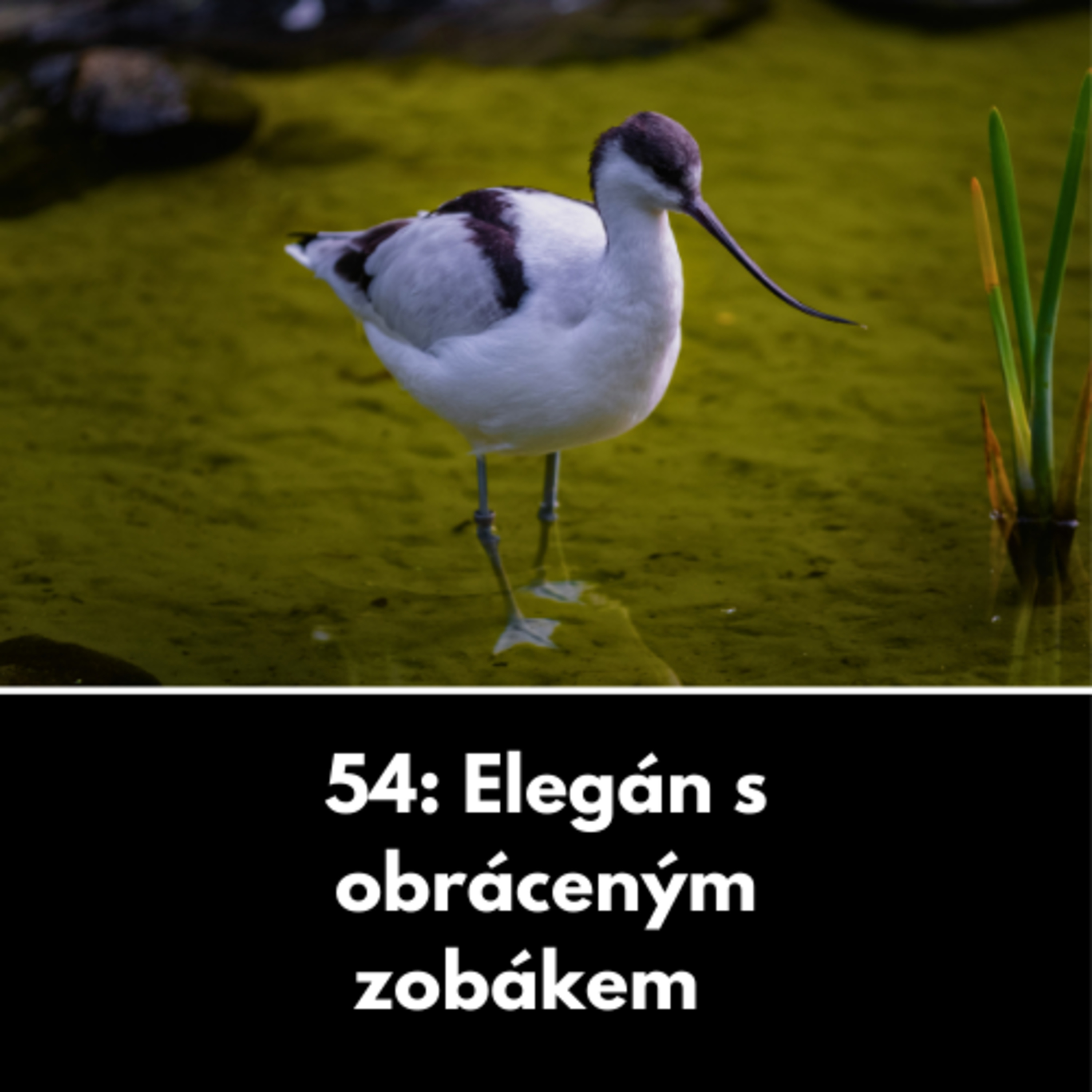54: Elegán s obráceným zobákem episode artwork