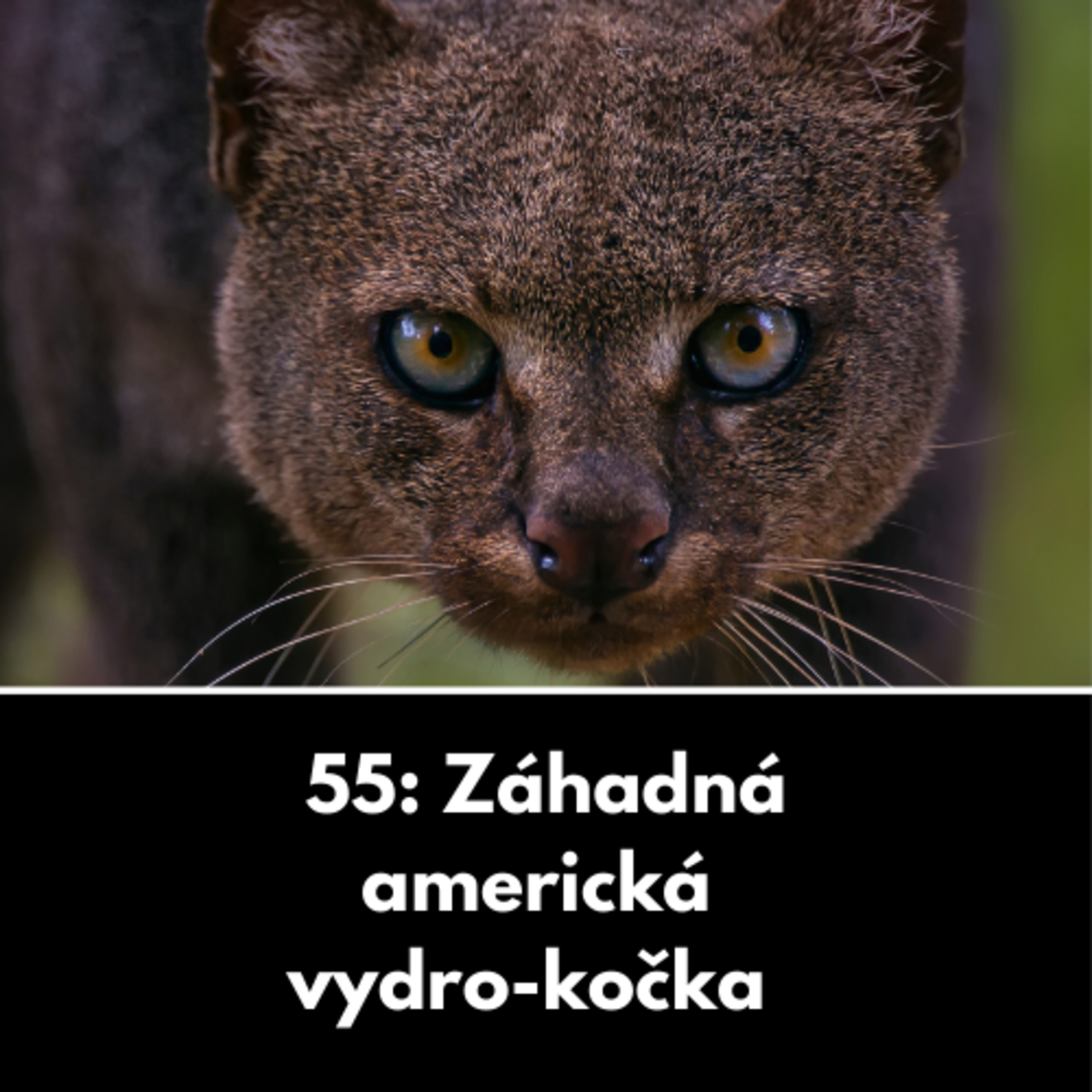 55: Záhadná americká vydro-kočka episode artwork