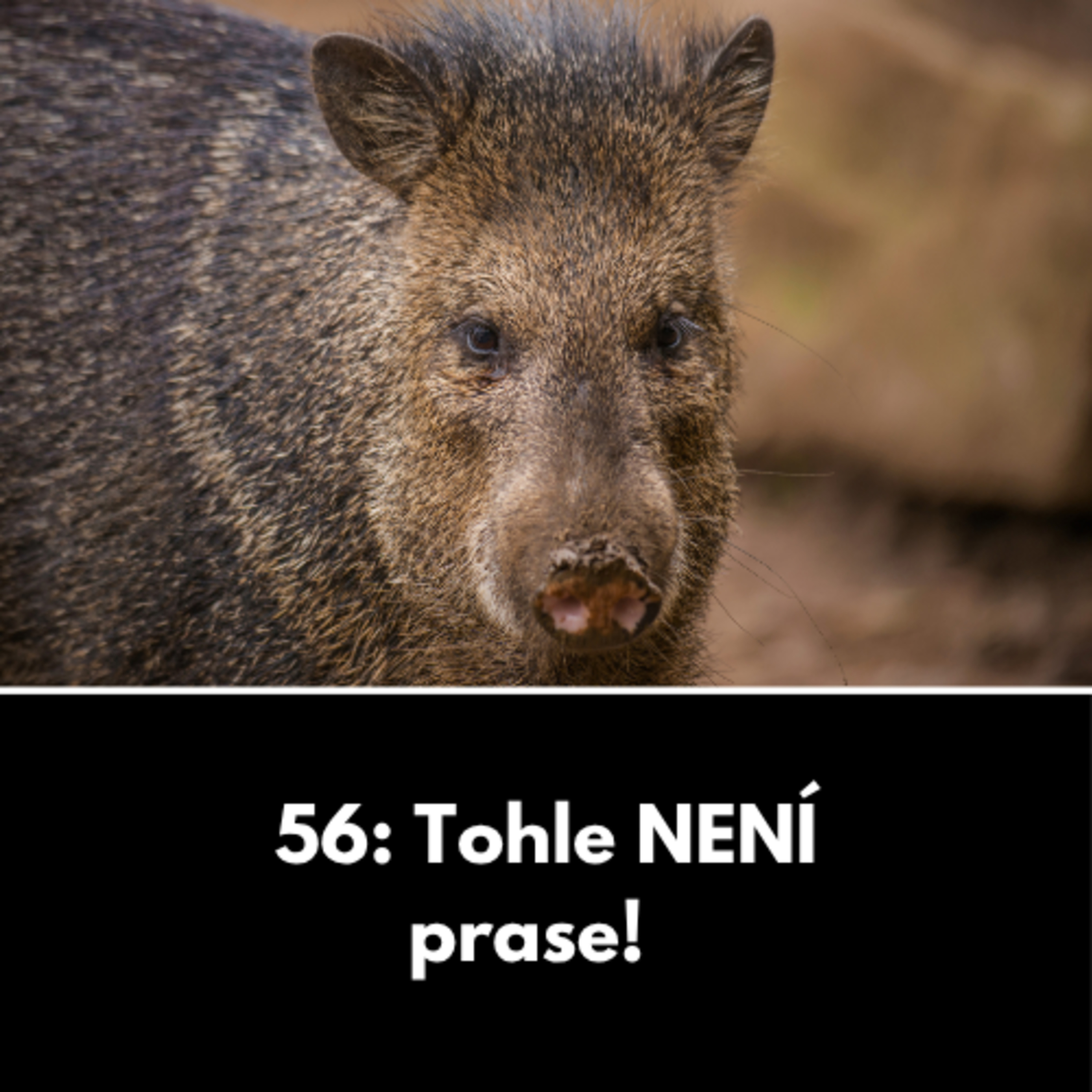 56: Tohle NENÍ prase! episode artwork