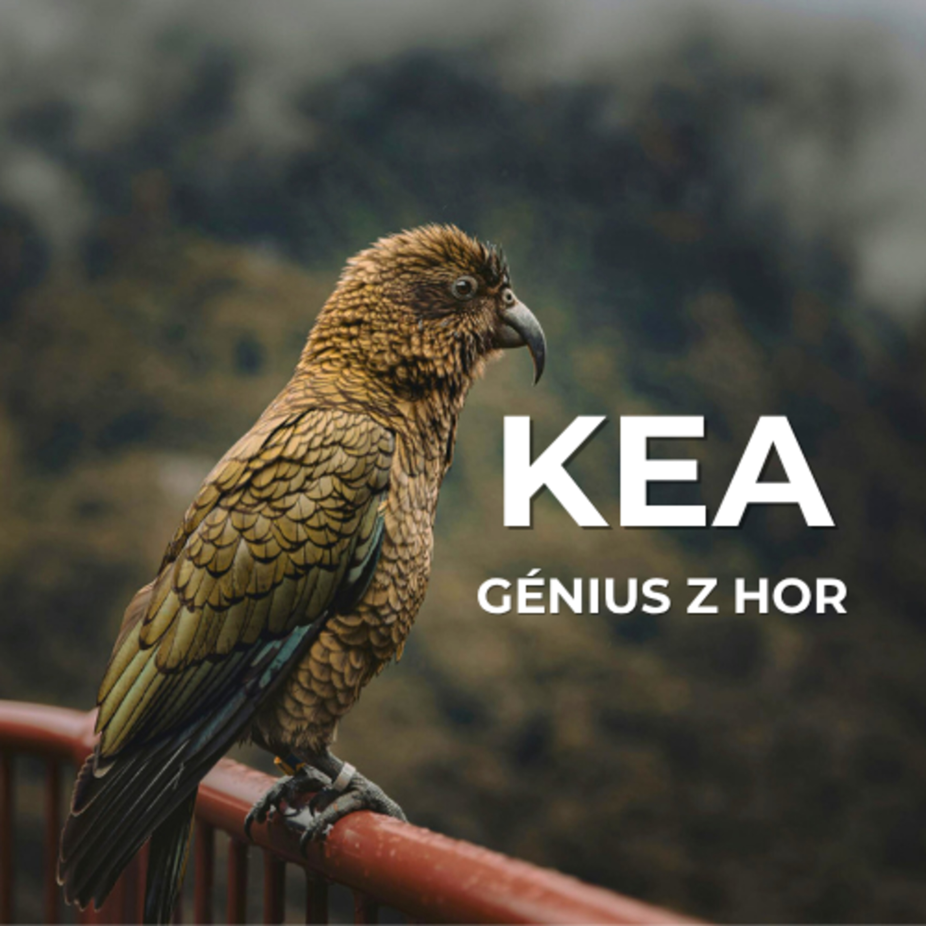 57: Rozbité auto? Možná za to může papoušek. Tohle je nestor kea, génius novozélandských hor. episode artwork