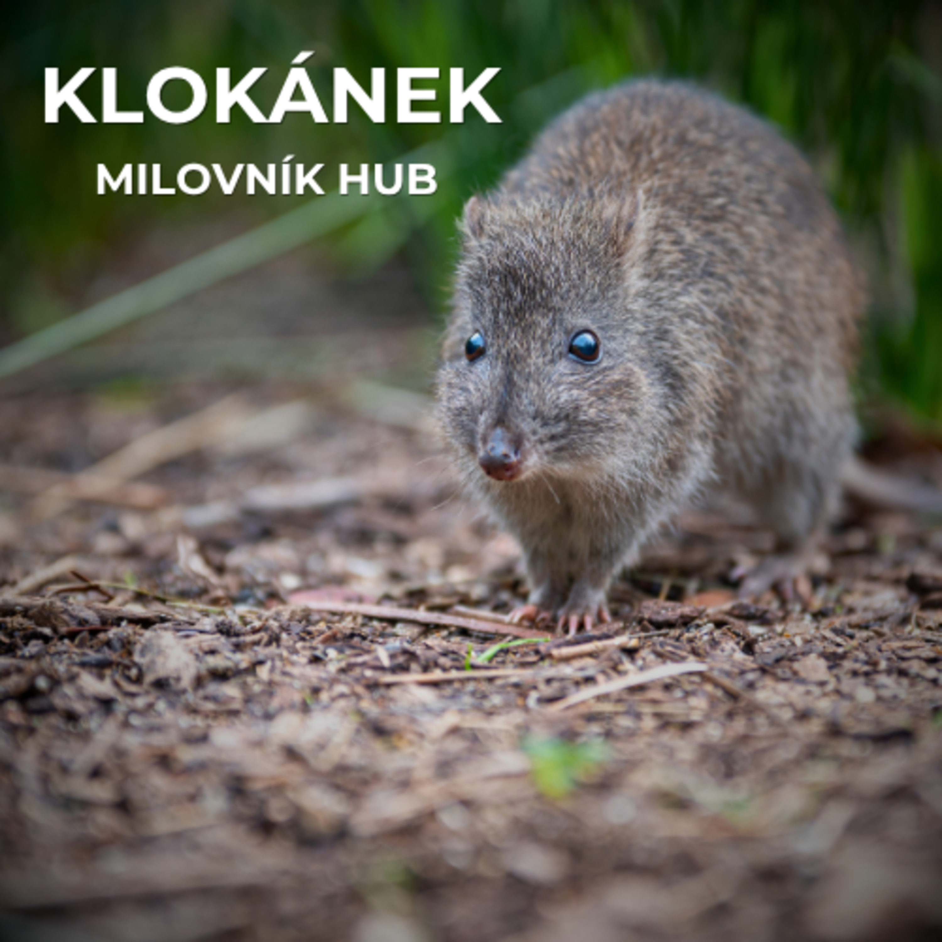 59: Živí se houbami, na nohou má srostlé prsty, dorůstá velikosti menšího králíka, ale zásadně podporuje krajinu kolem sebe | Klokánek krysí  episode artwork