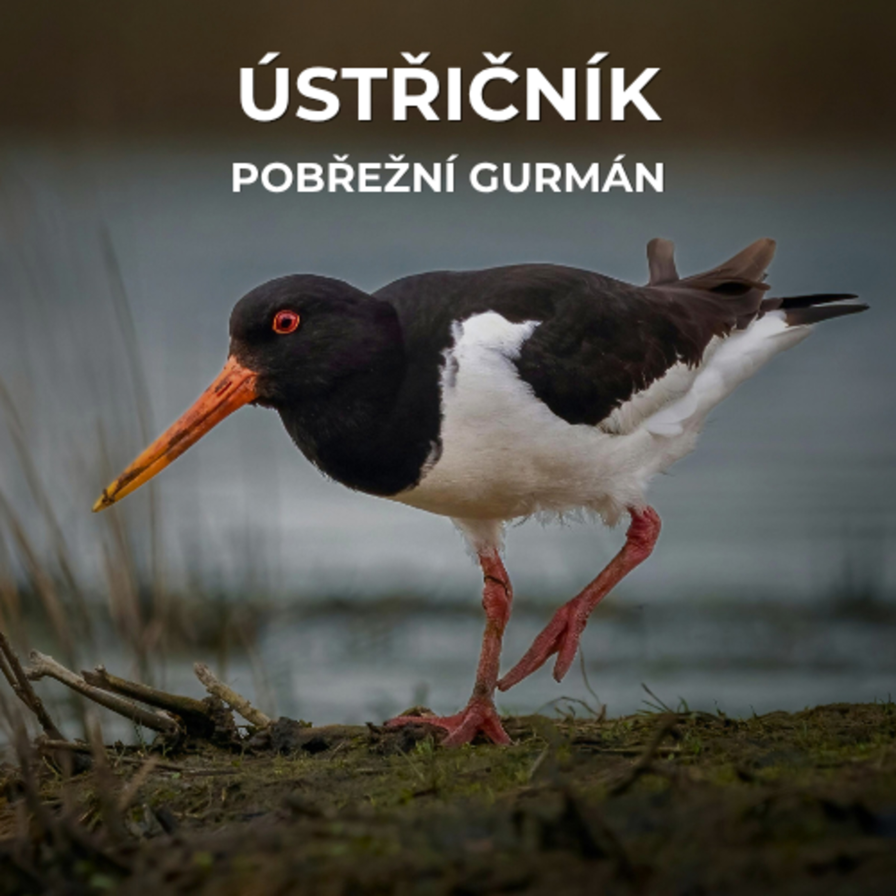 61: S lasturou si dokáže poradit během 15 s, vědce podivuje jeho migrace a při obraně mláďat předstírá zranění | Ústřičník velký episode artwork