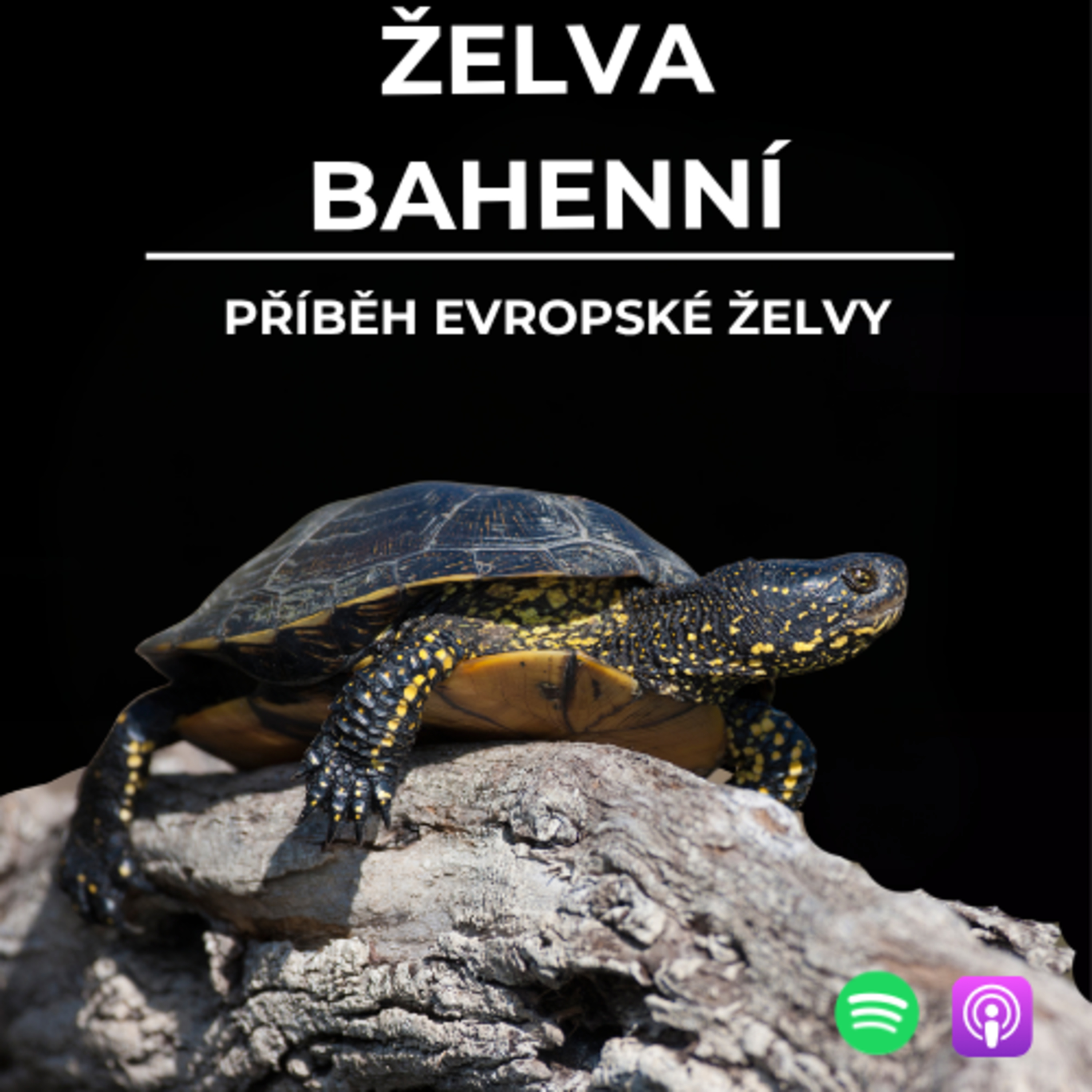 82: Příběh evropské želvy | Želva bahenní episode artwork