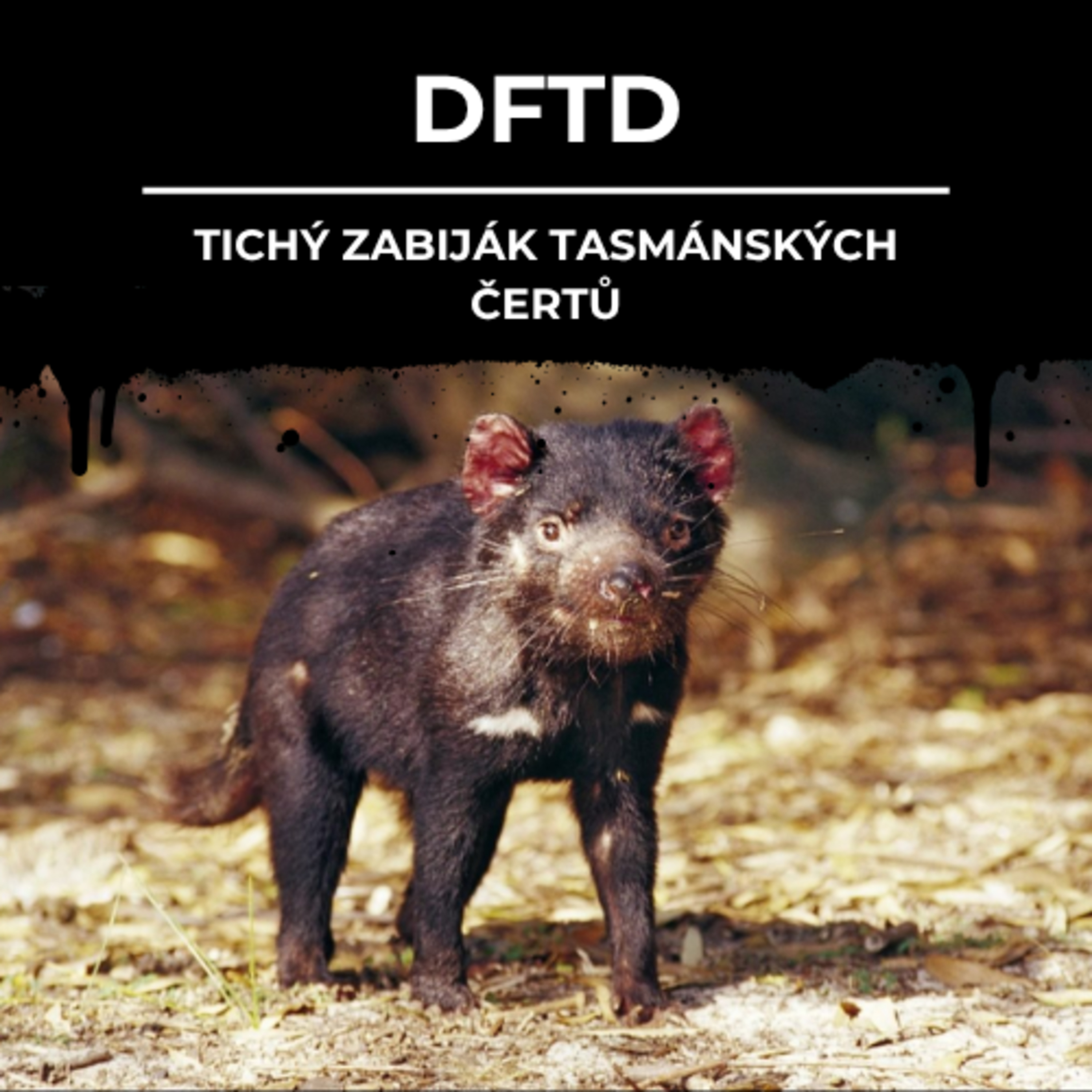86: DFTD | Tichý zabiják tasmánských čertů episode artwork