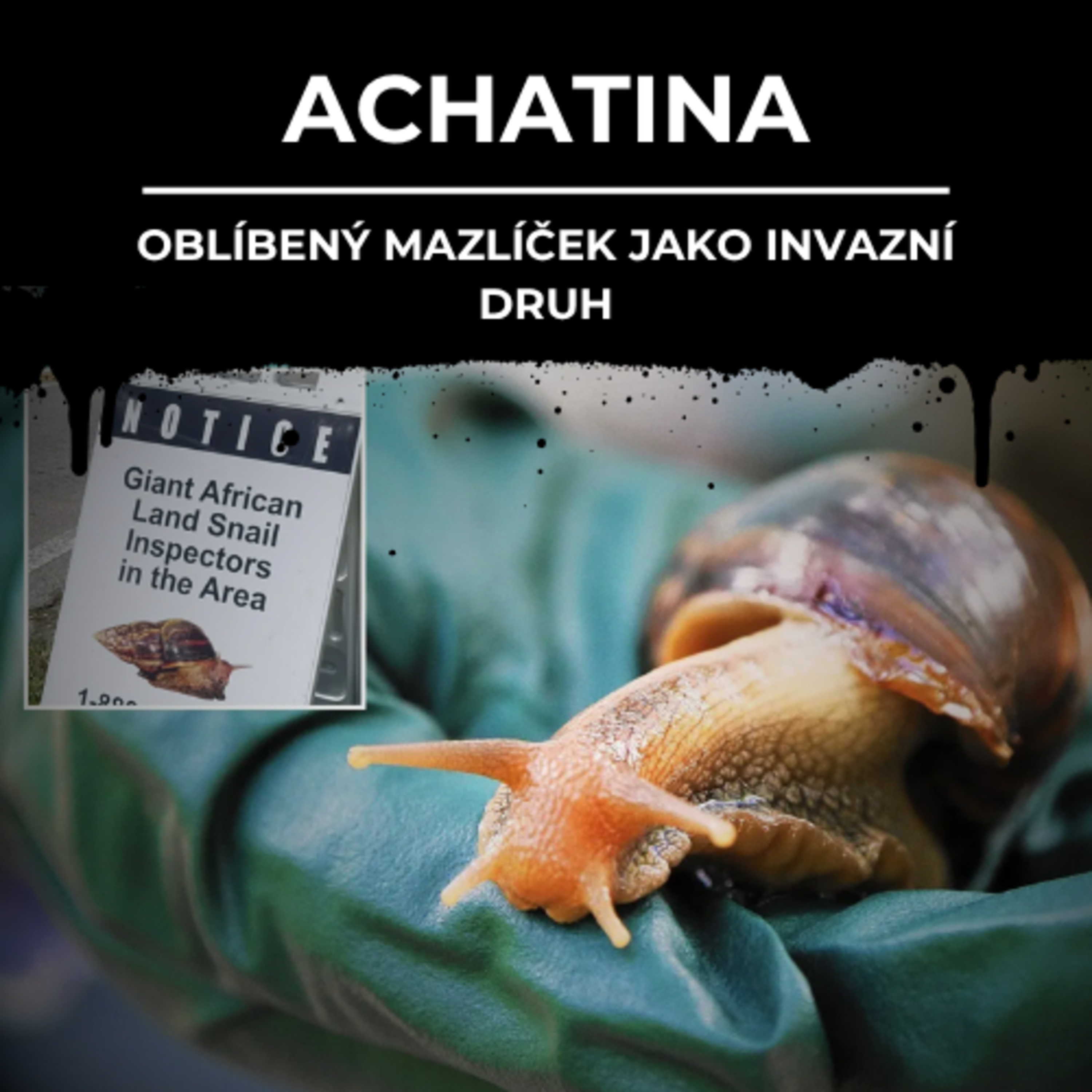 87: ACHATINA | Oblíbený mazlíček jako invazní druh episode artwork