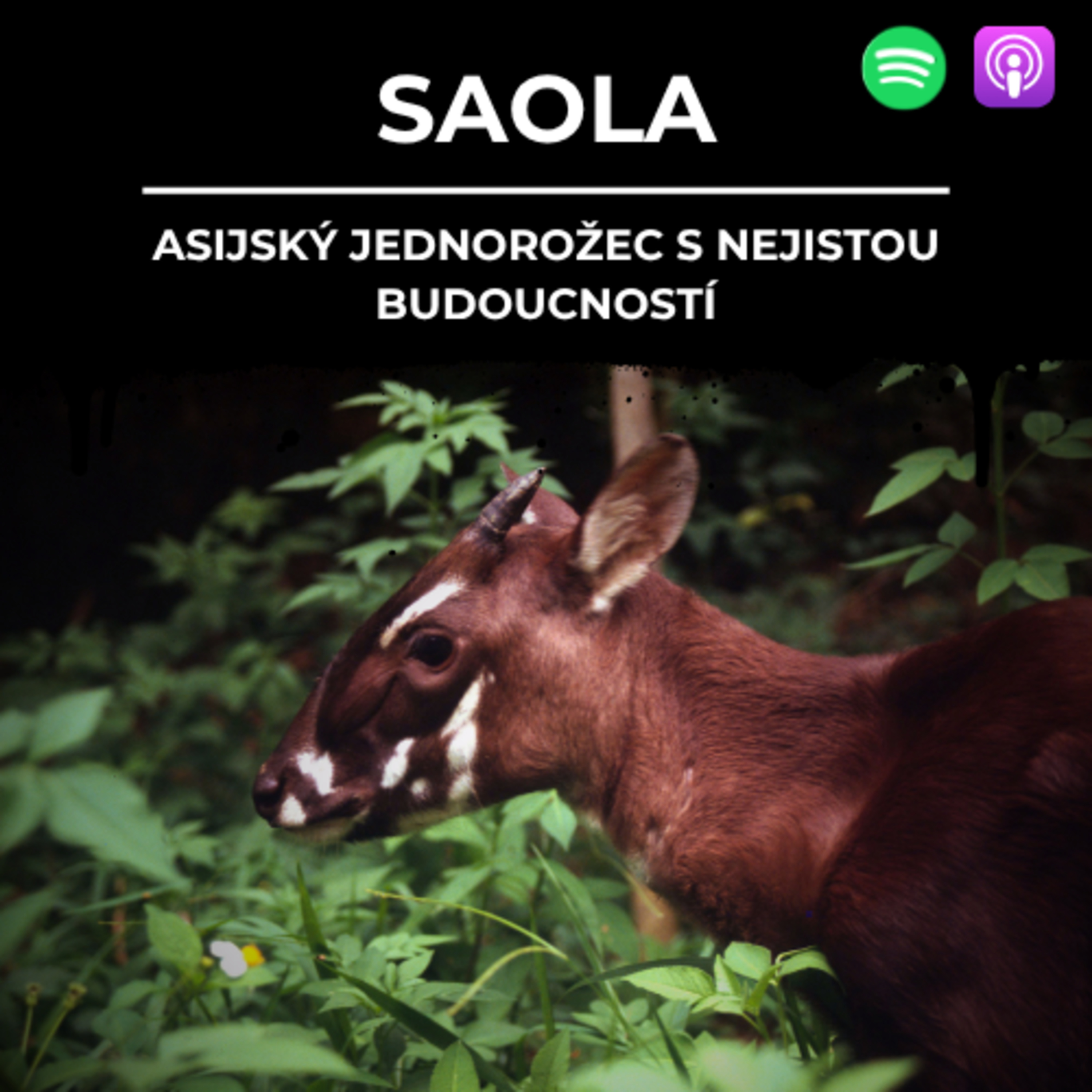 88: SAOLA | Asijský jednorožec s nejistou budoucností episode artwork